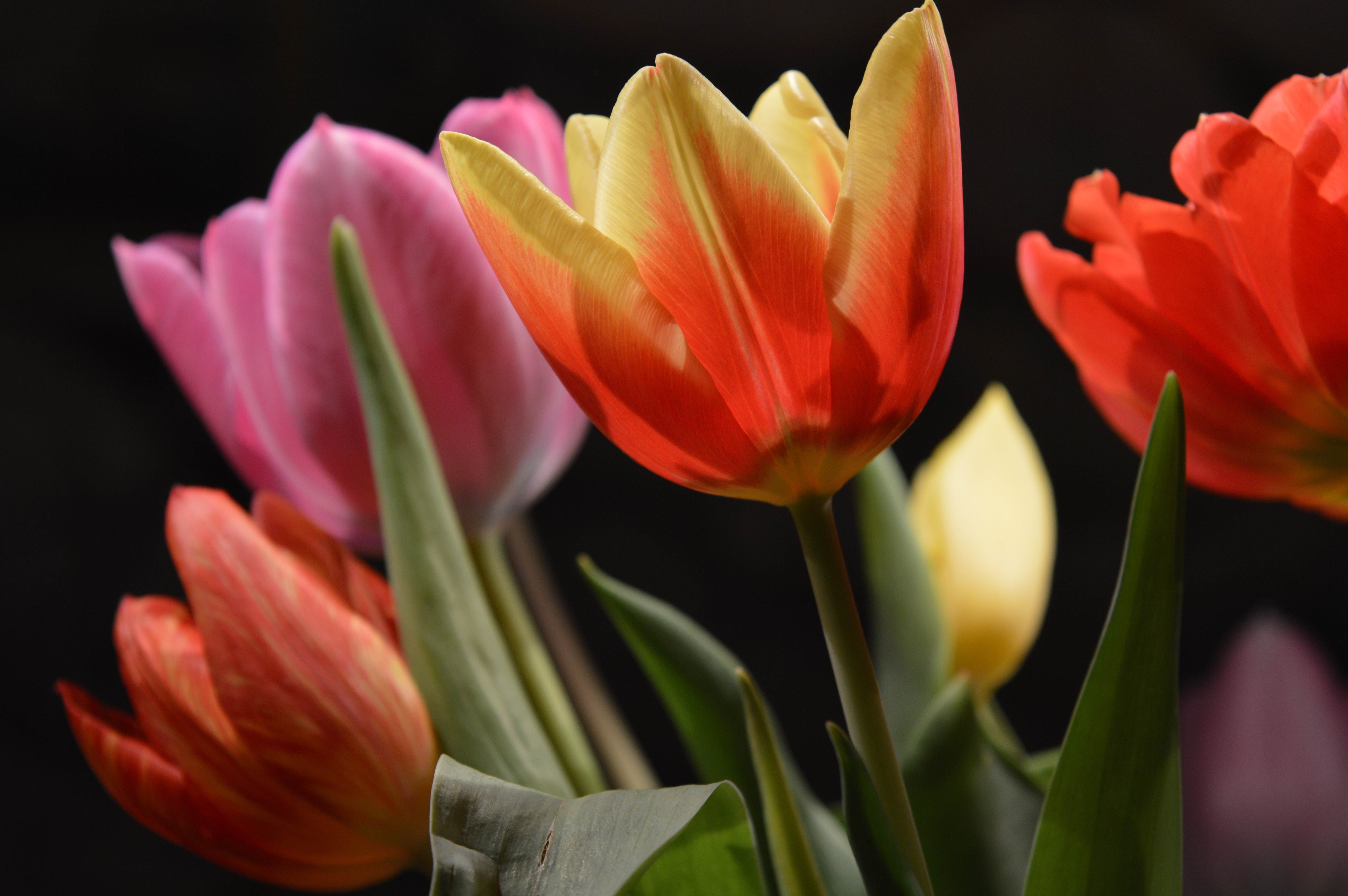 Colorful Tulip Bouquet Imge