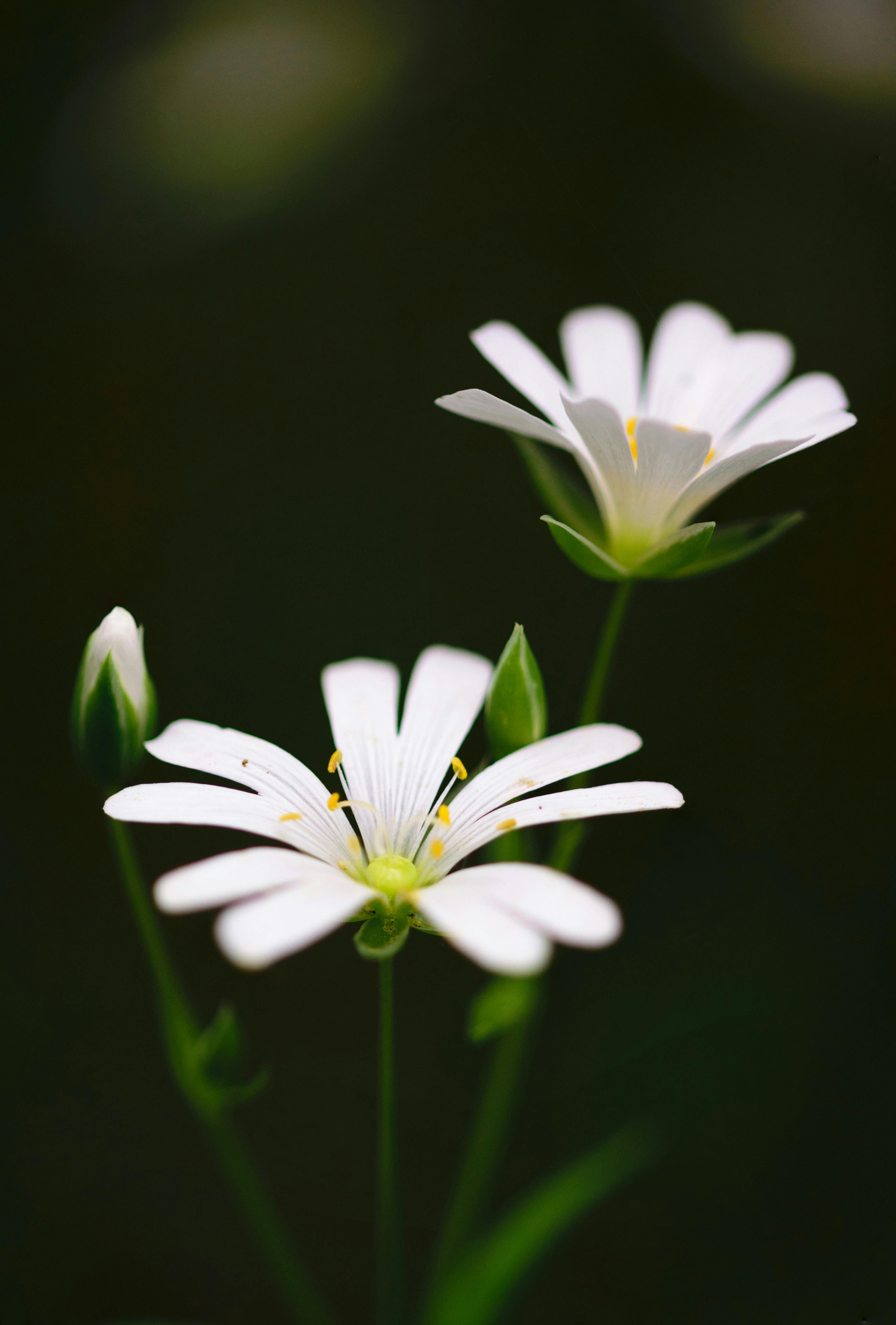 Flower 30 Image Folder