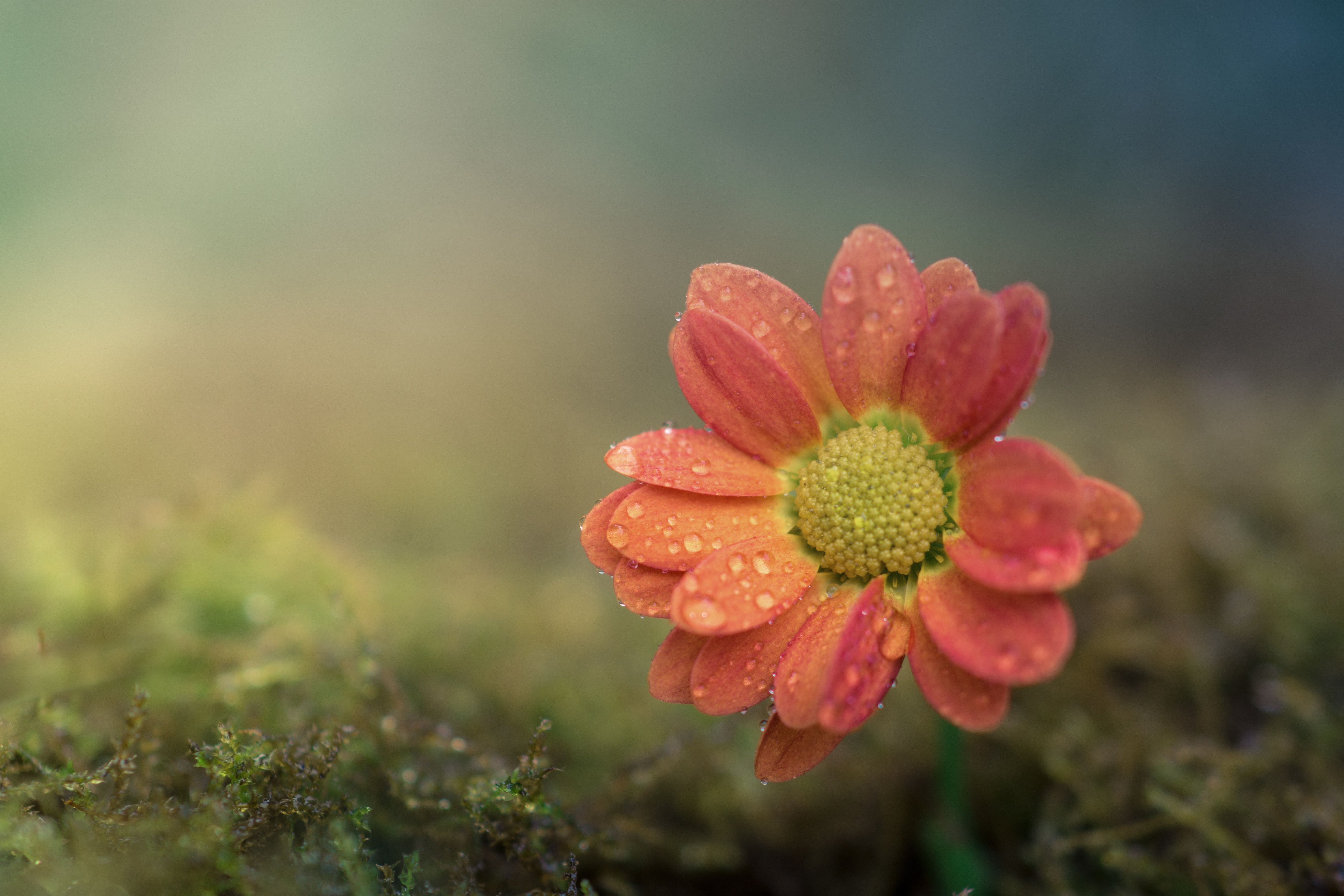 Fresh Orange Daisy Flower