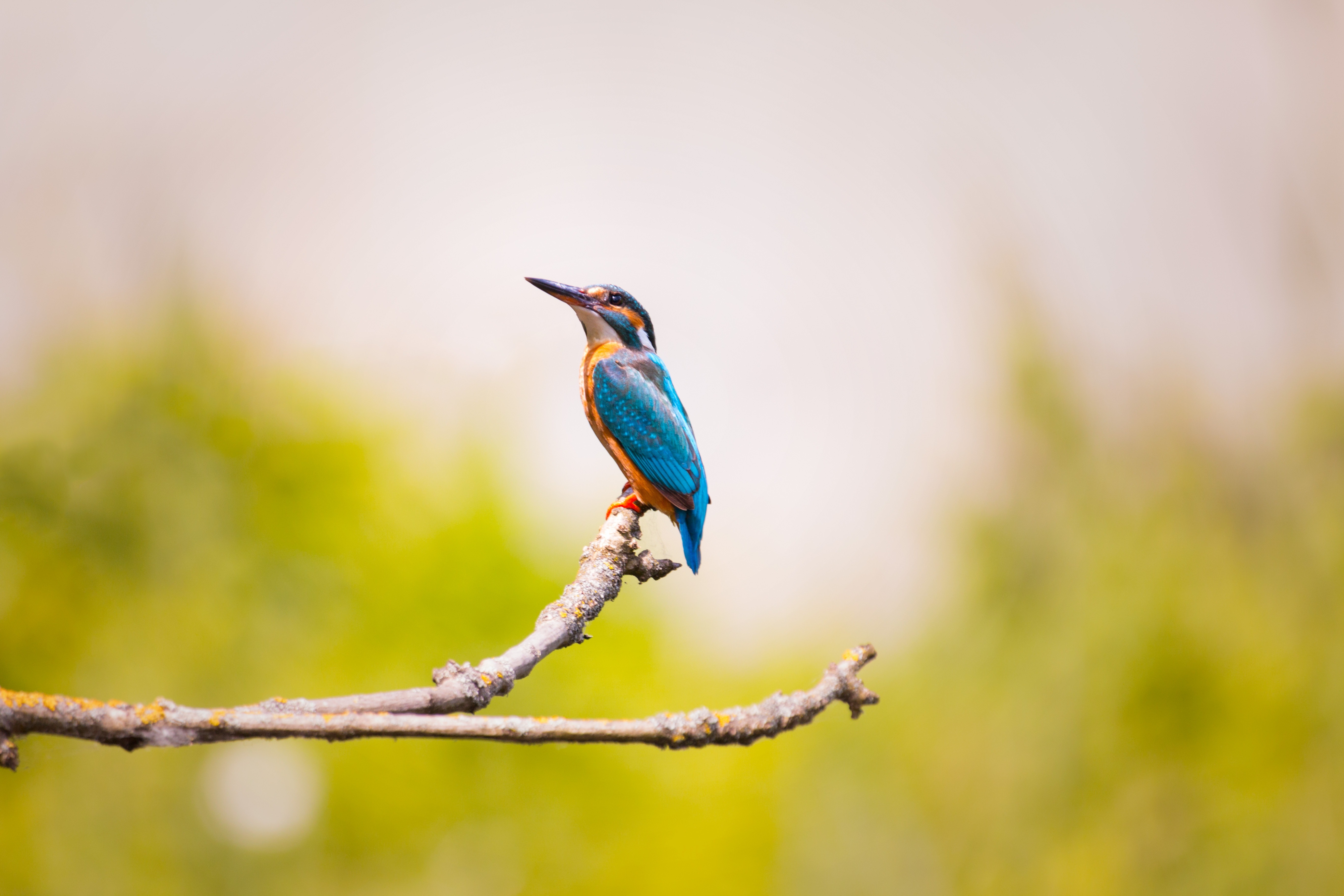 Birds Five Image Folder Free