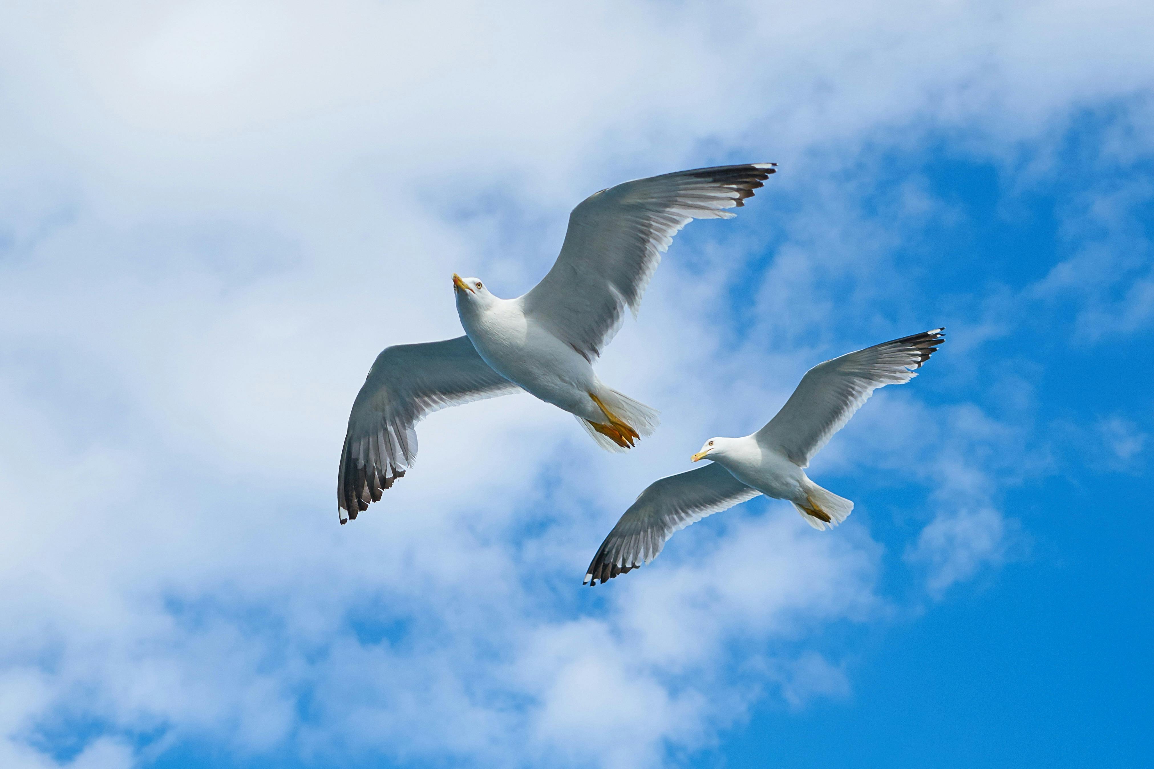 Birds 30 Images Folder