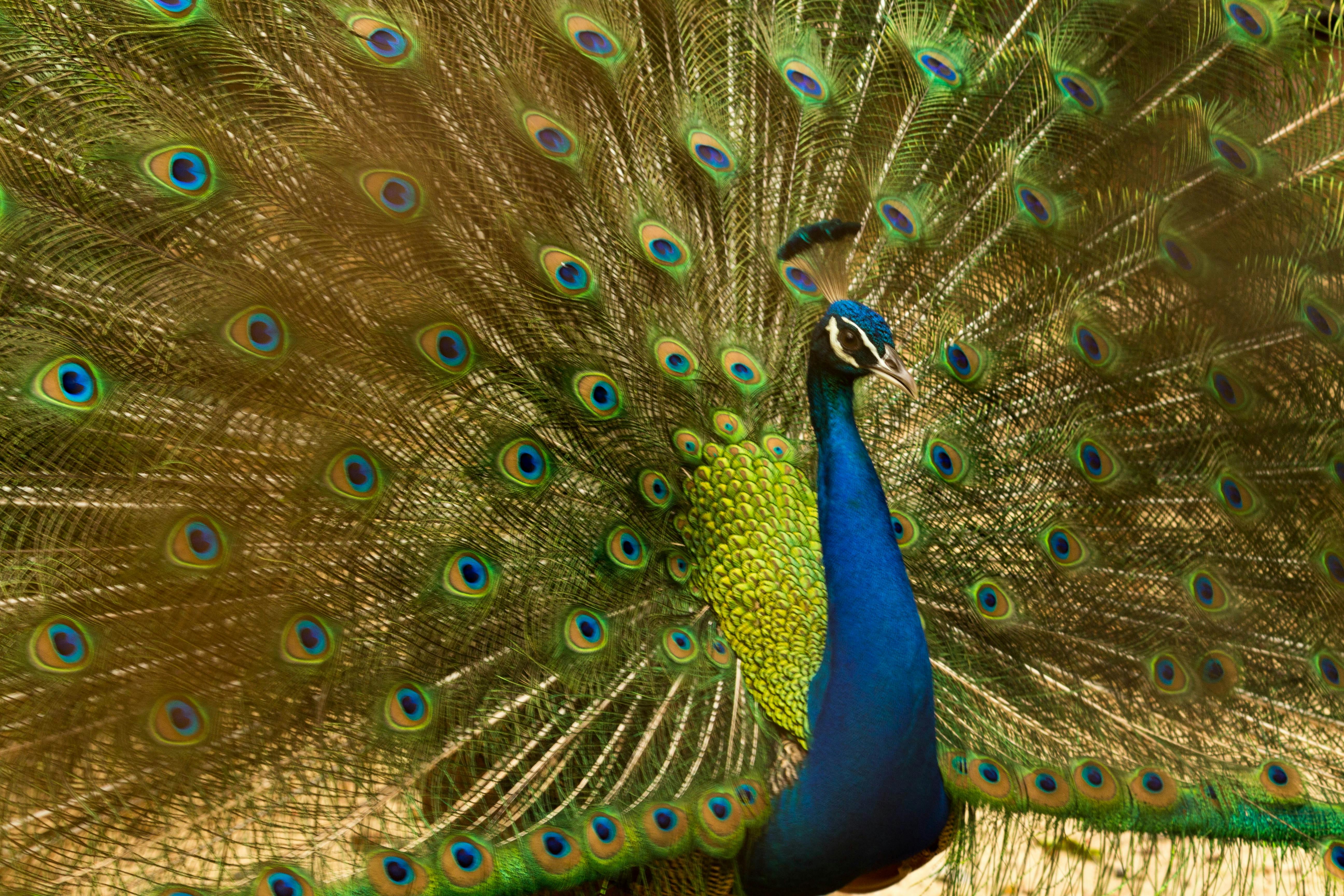 Peacock Image