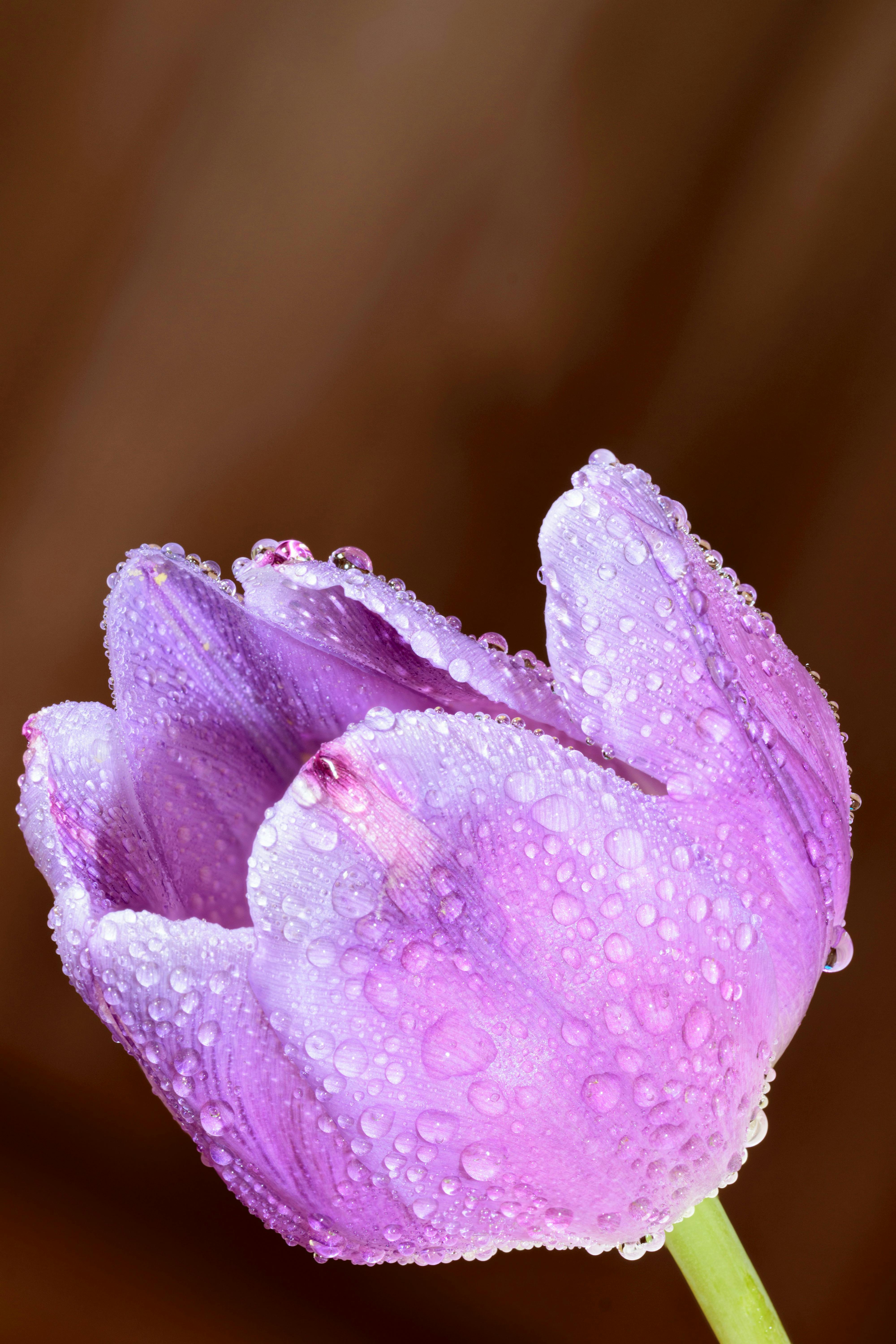 Flower 10 Image Folder