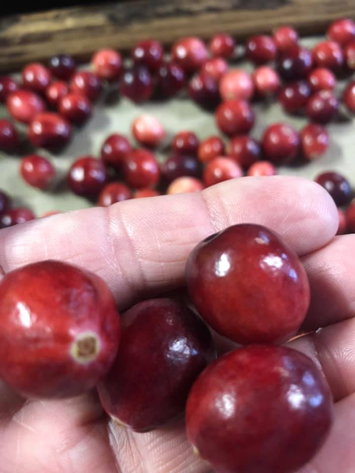 10-Pound Box Maine Cranberries