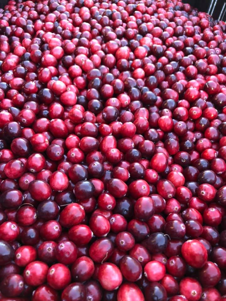 5-Pound Box of Sugar Hill Cranberry's Premium Cranberries 