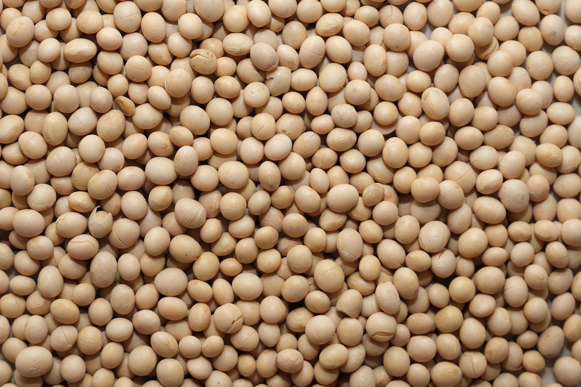 Soybean