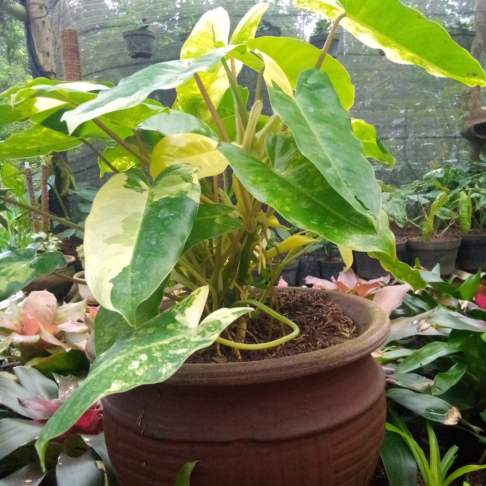 Tanaman Philodendron Variegata
