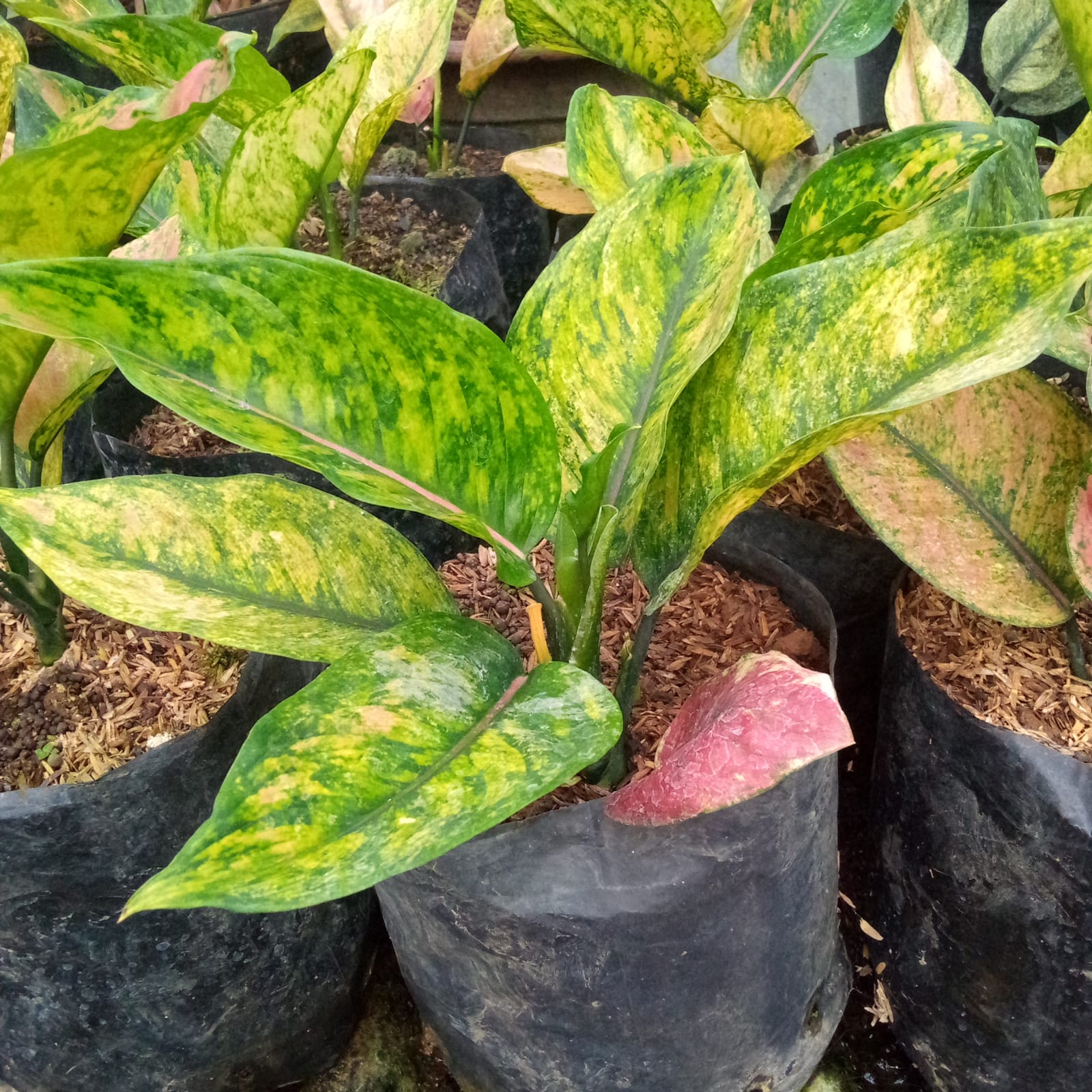 Tanaman Aglaonema