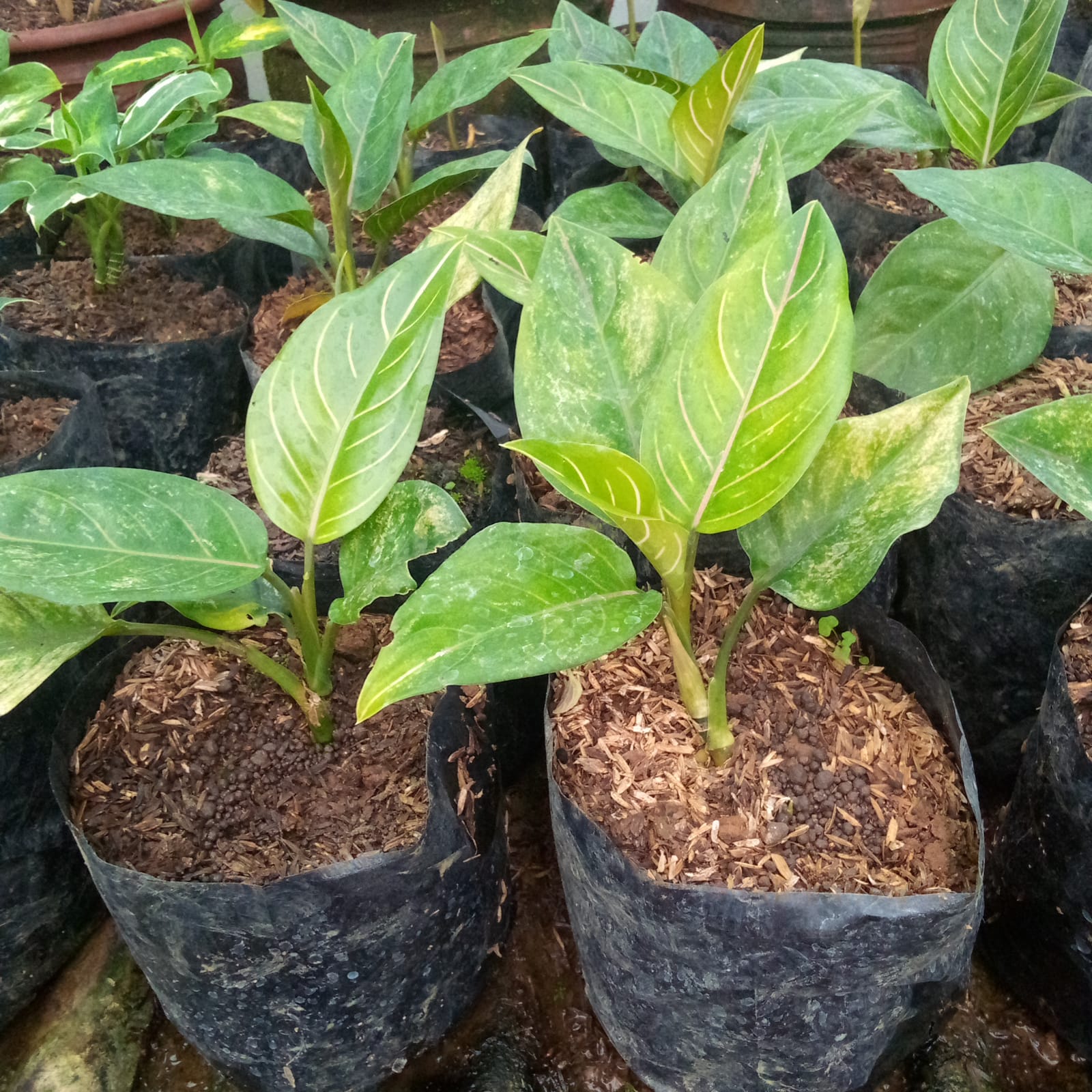 Bibit tanaman aglaonema