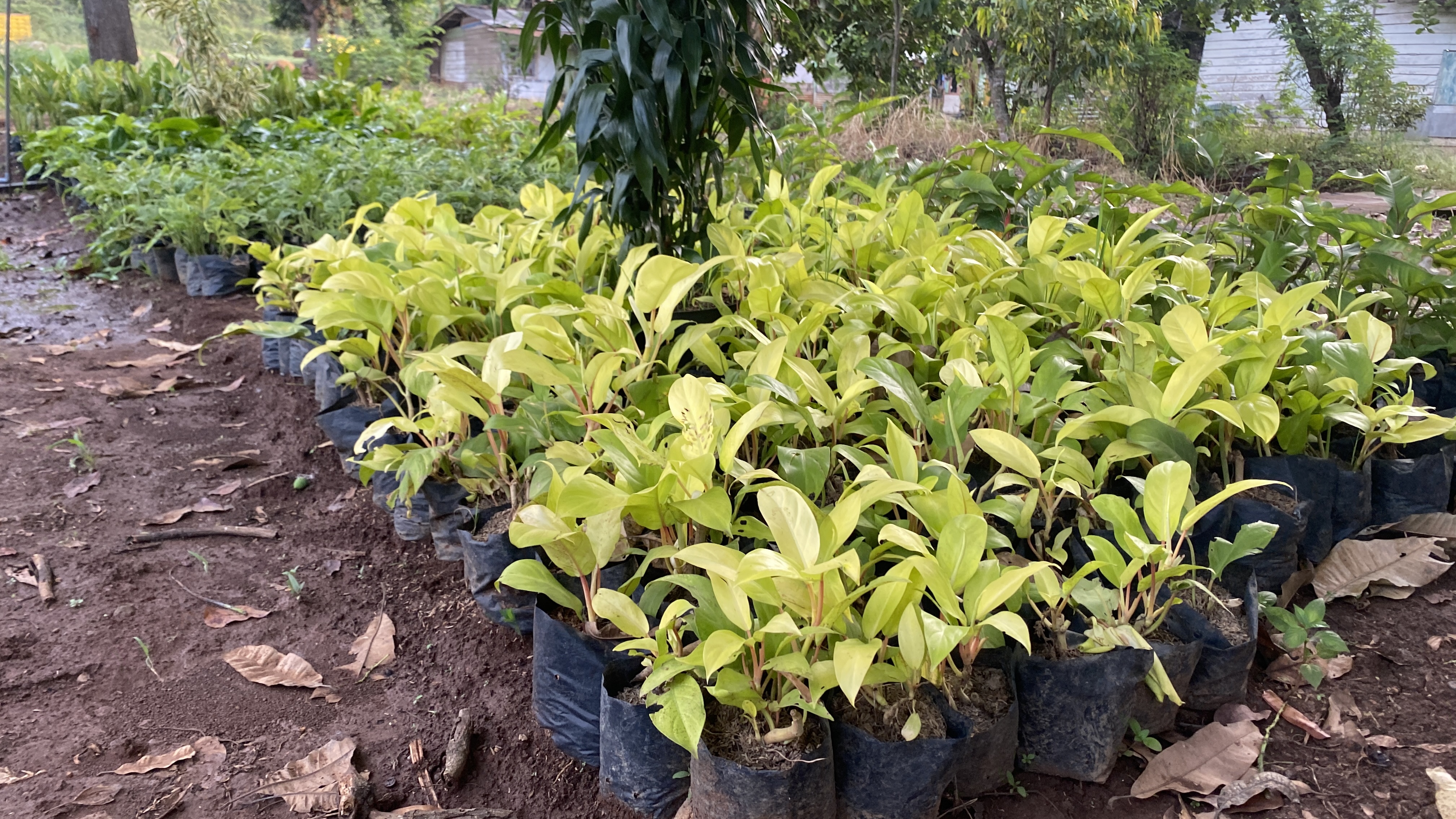 Bibit tanaman philo lemon