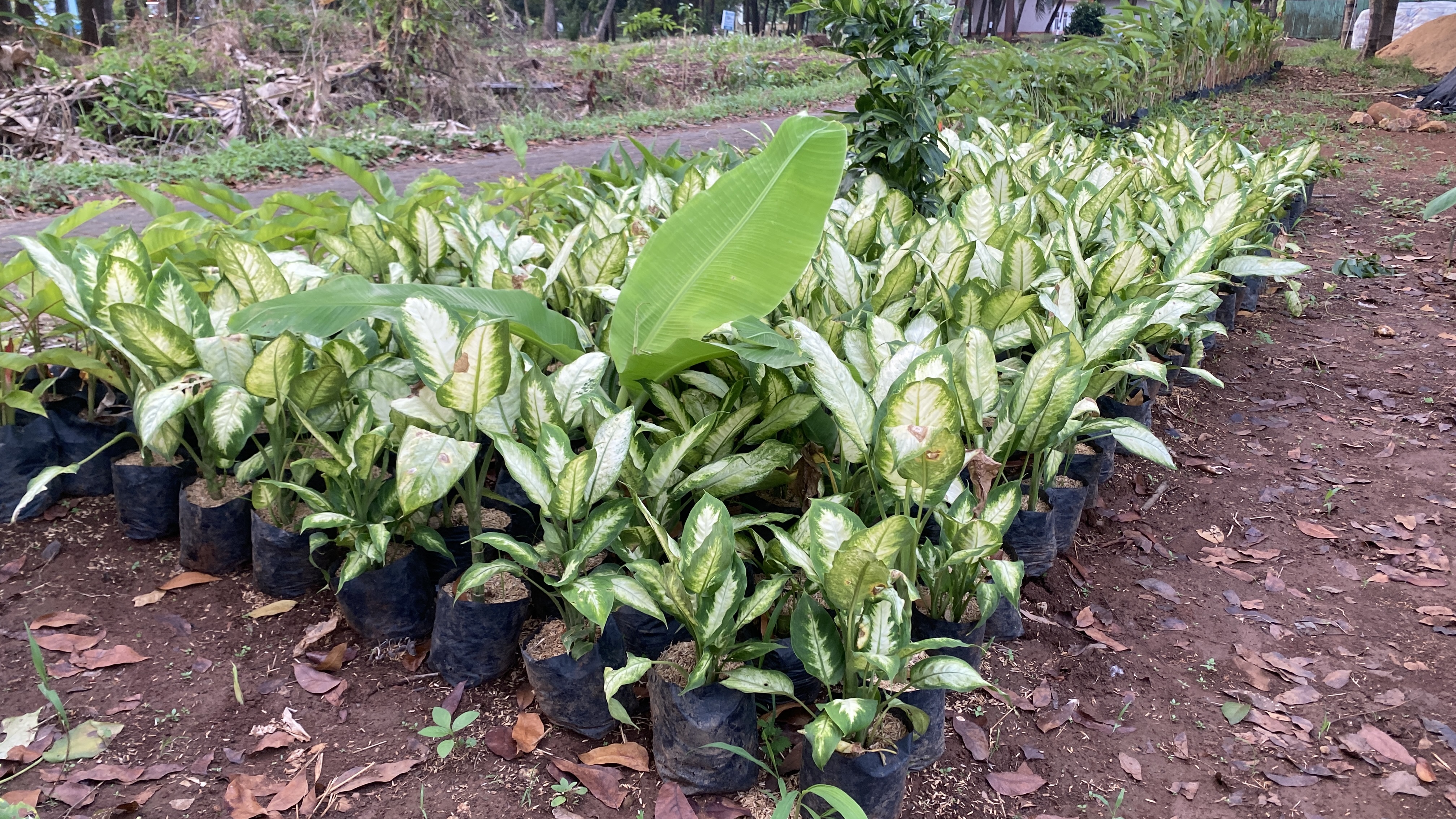 Tanaman hias aglonema