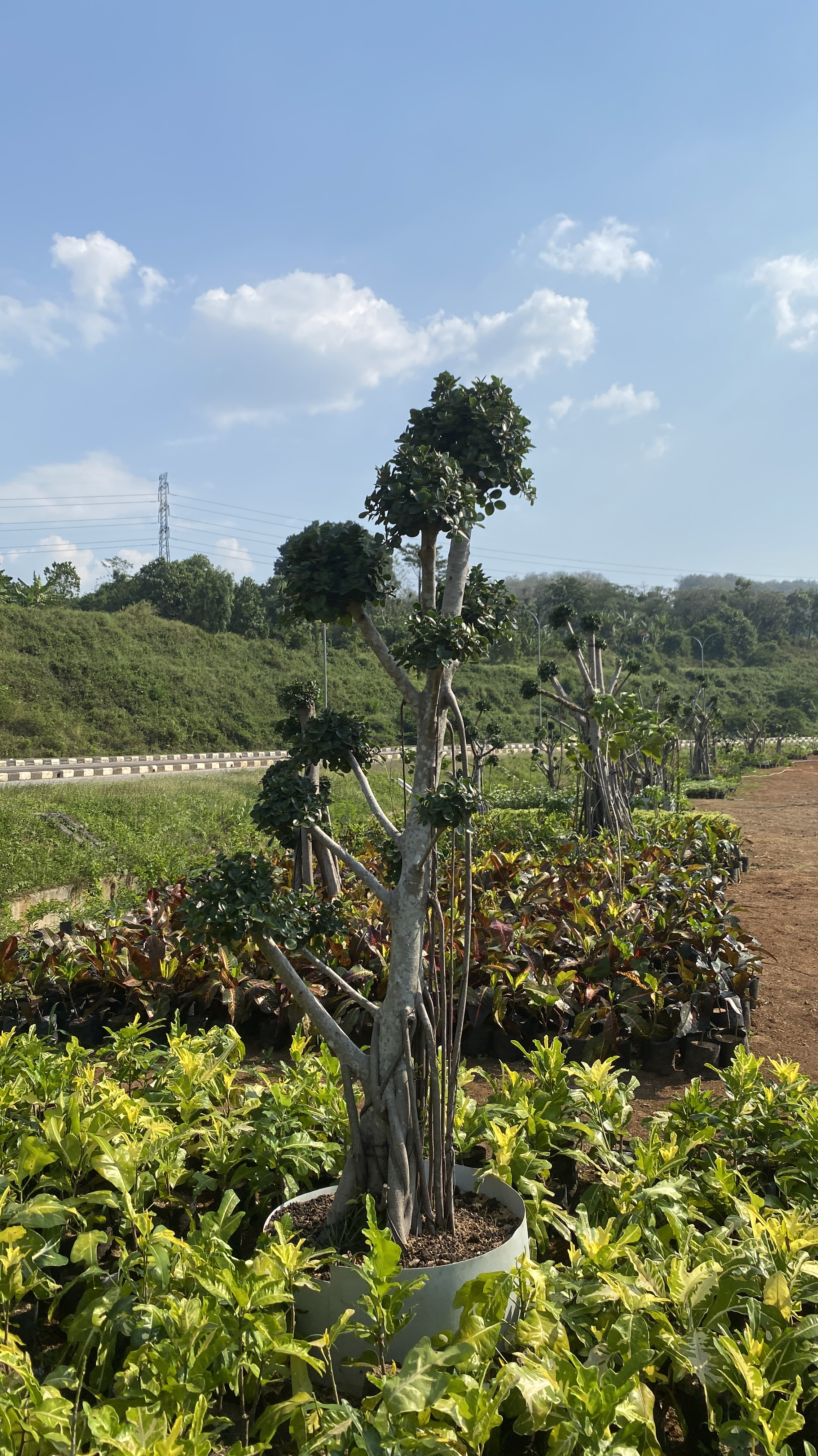 Pohon bonsai dolar