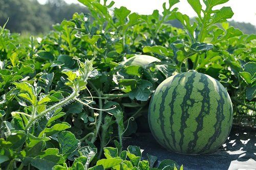 Water Melon