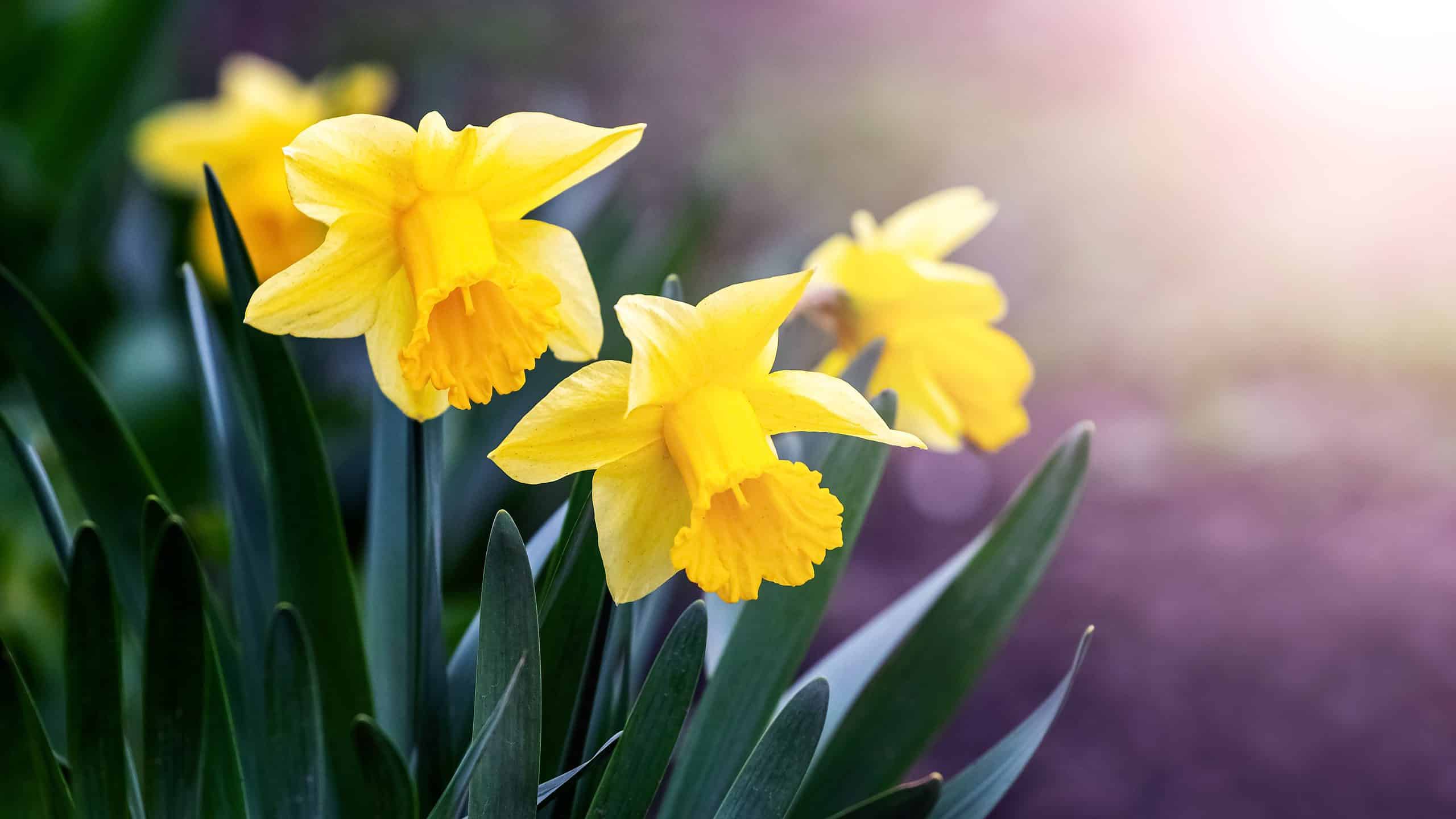 Daffodil Flowers seed