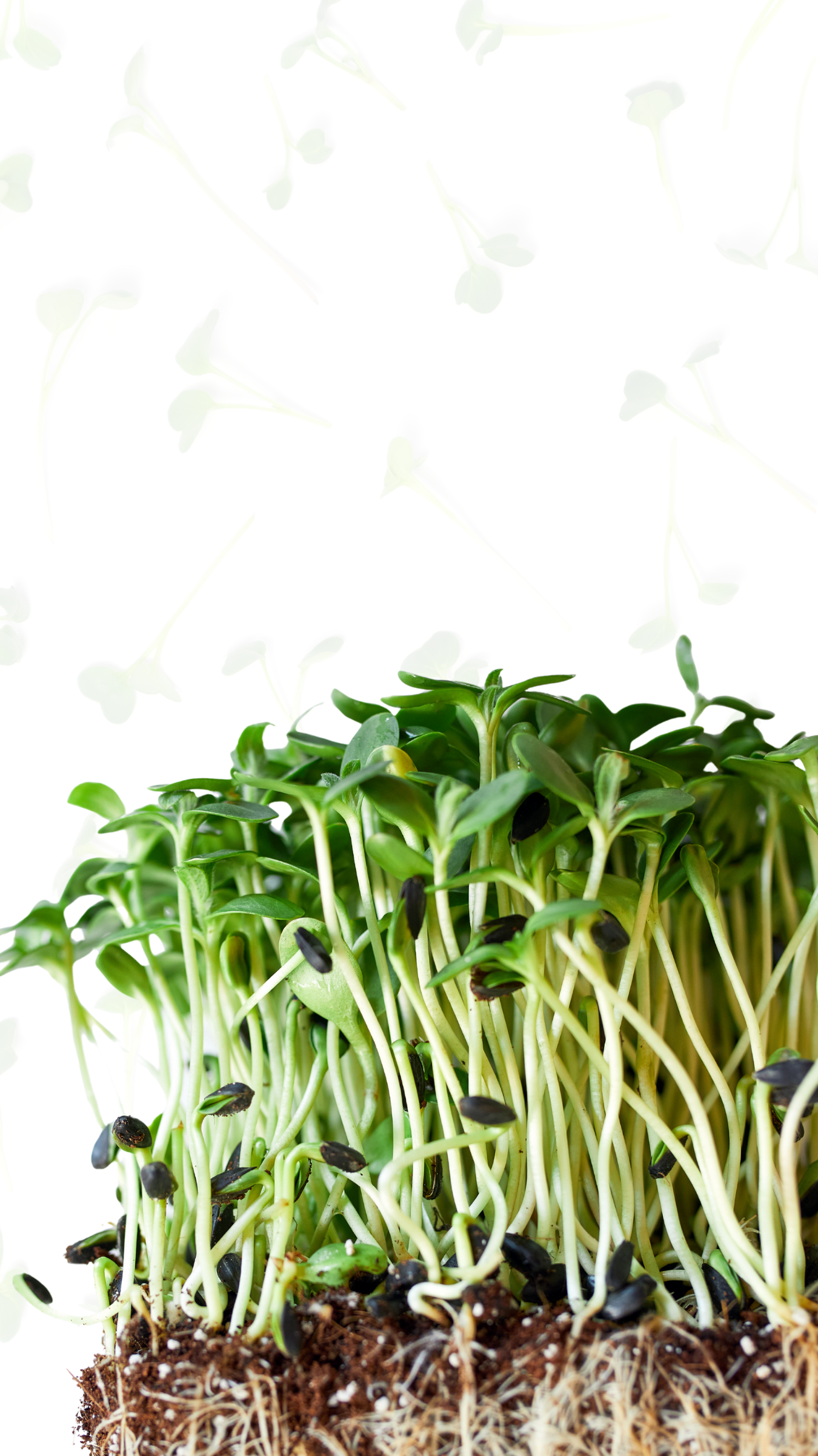 Sunflower Microgreens