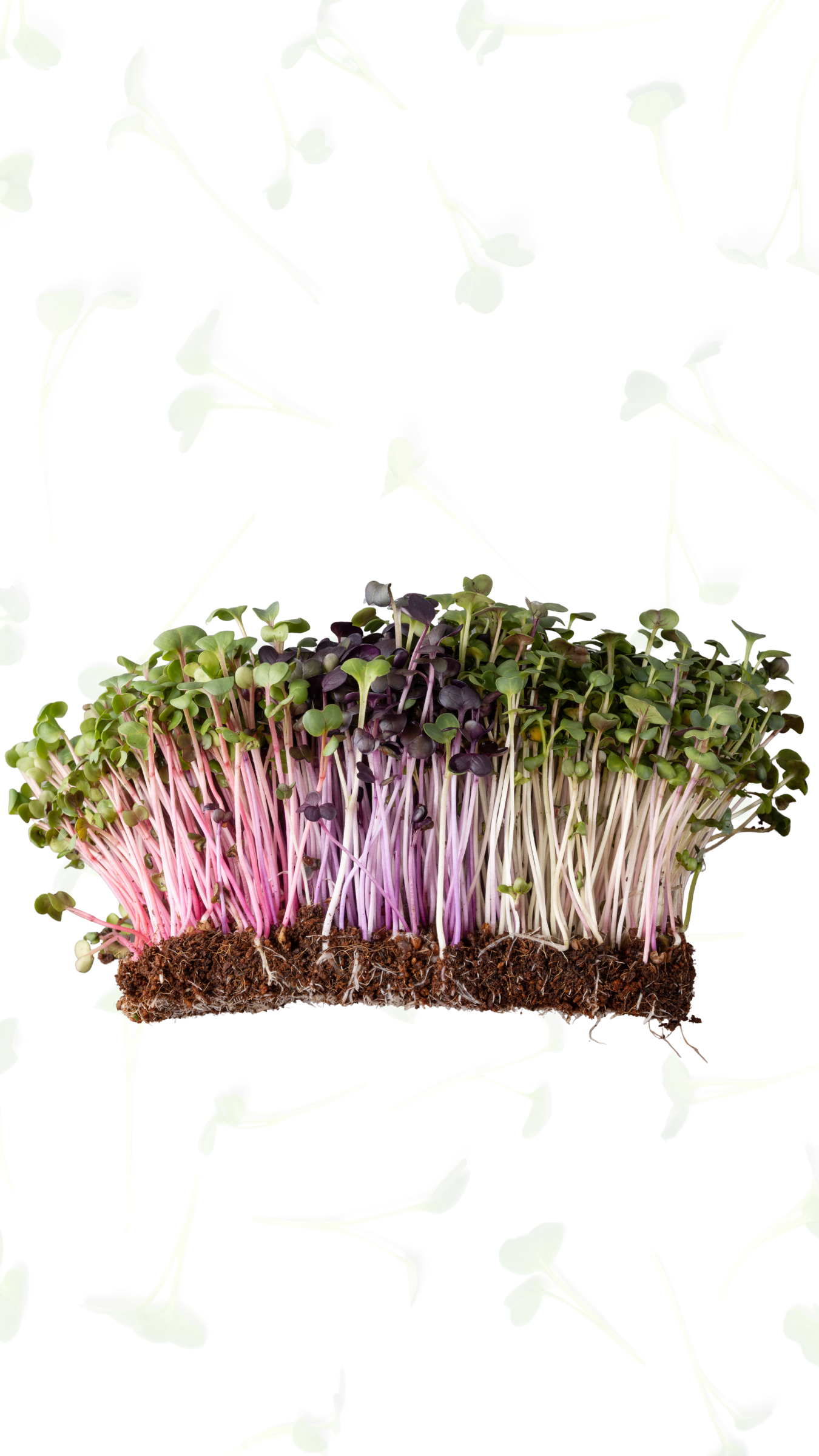 Radish Microgreens