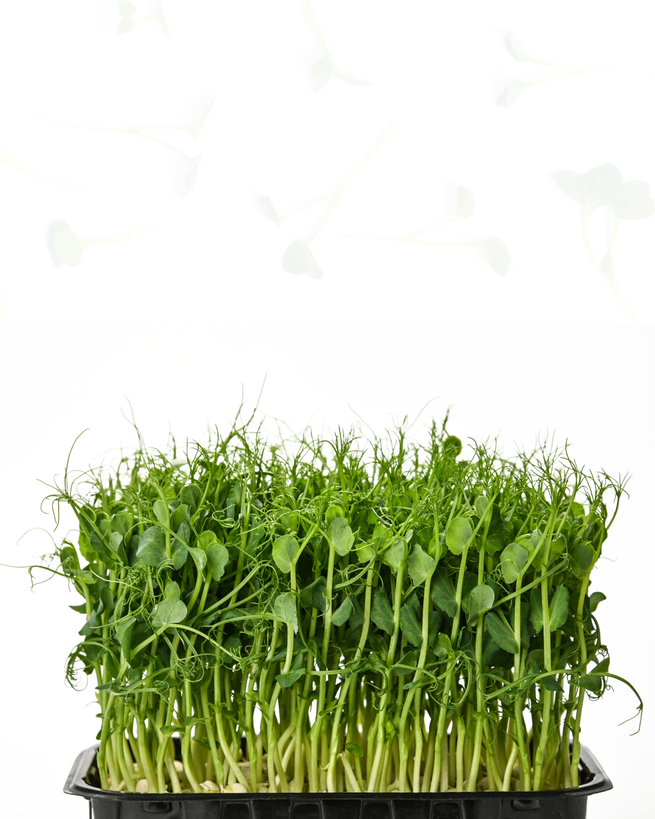 Peas Microgreen 