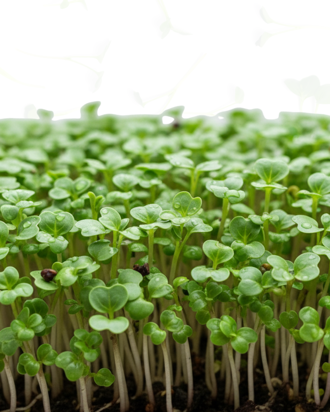 Brocoli  Microgreens