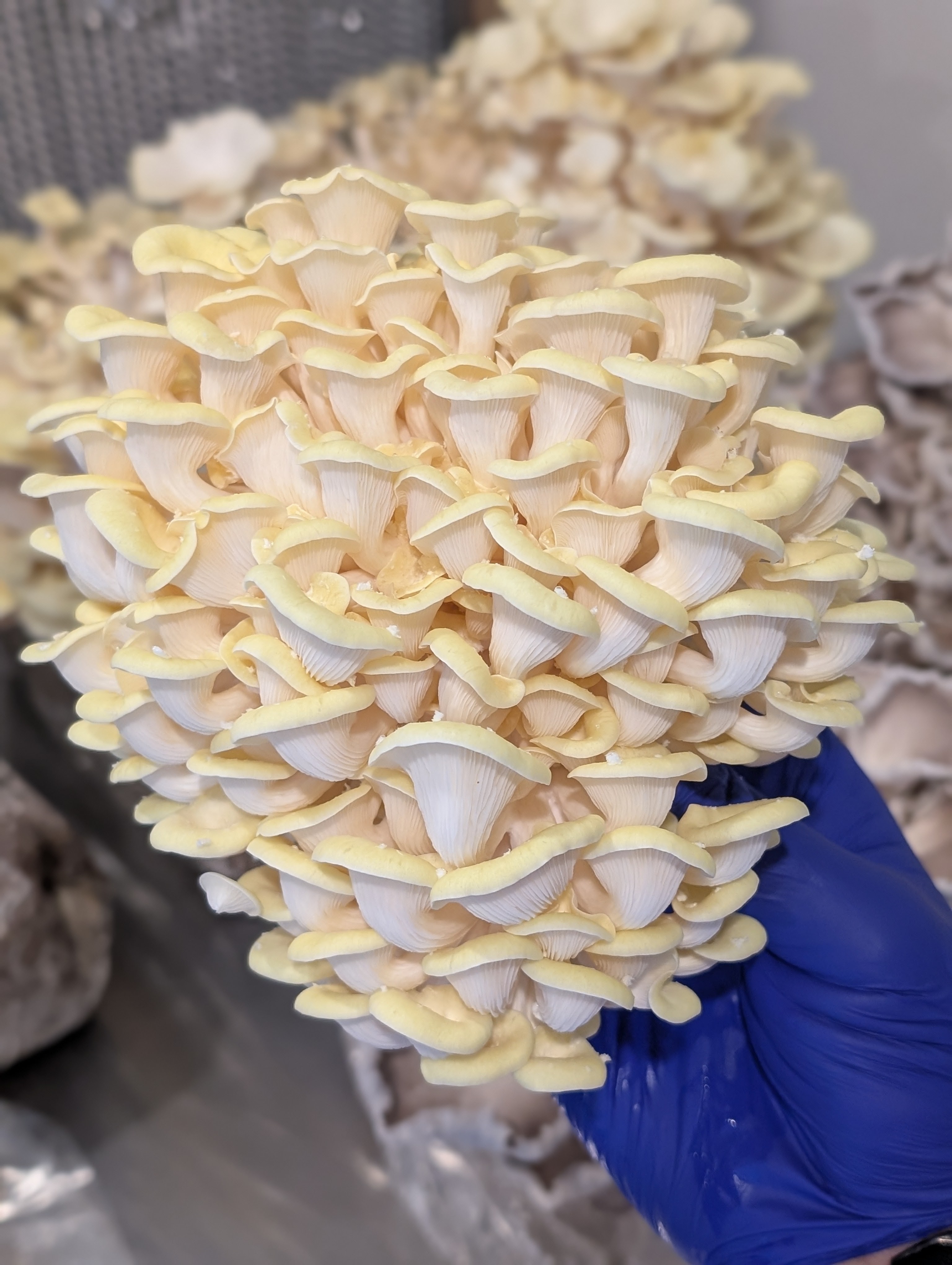 Gold Oysters
