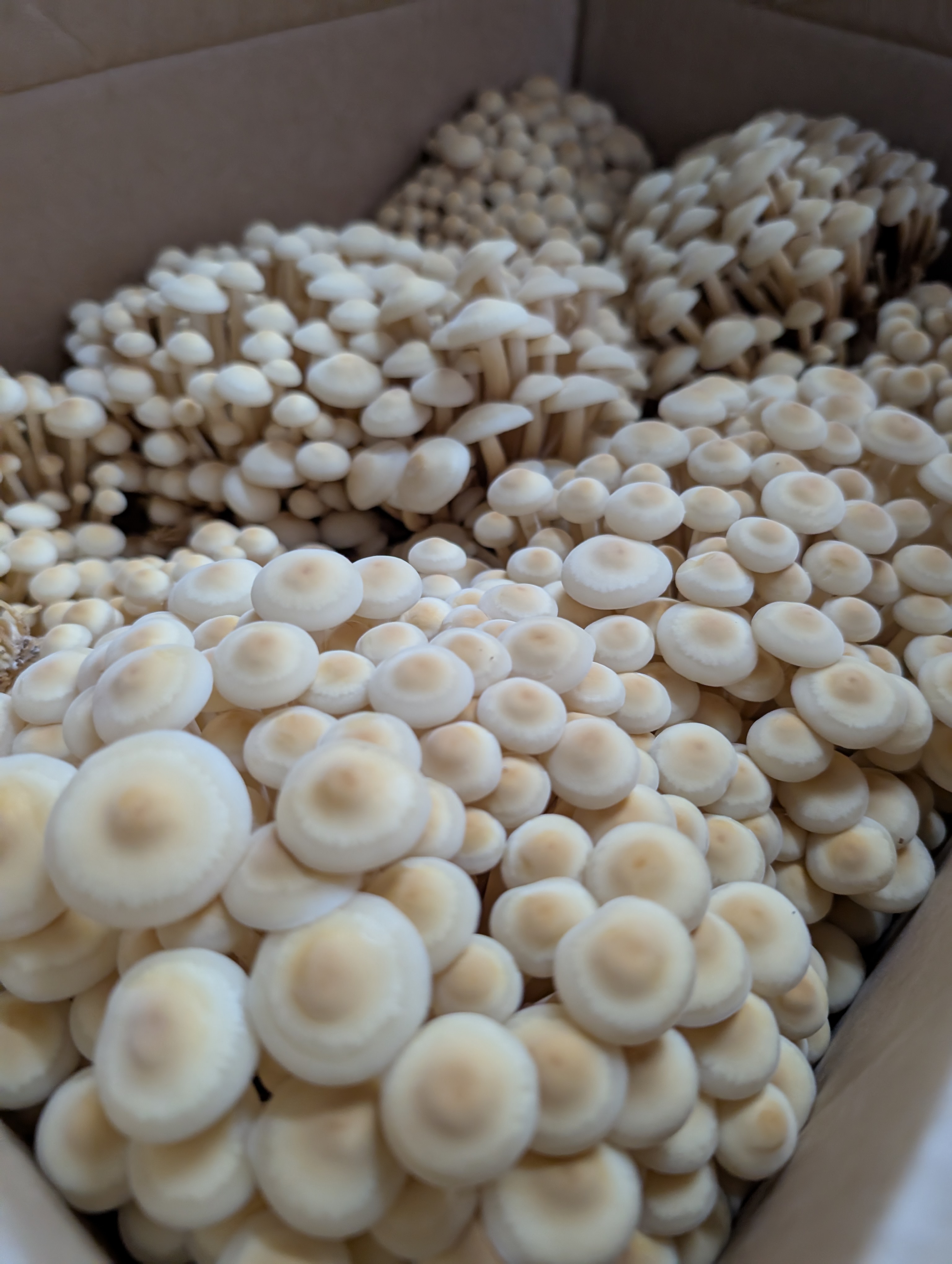 Golden Enoki Mushrooms