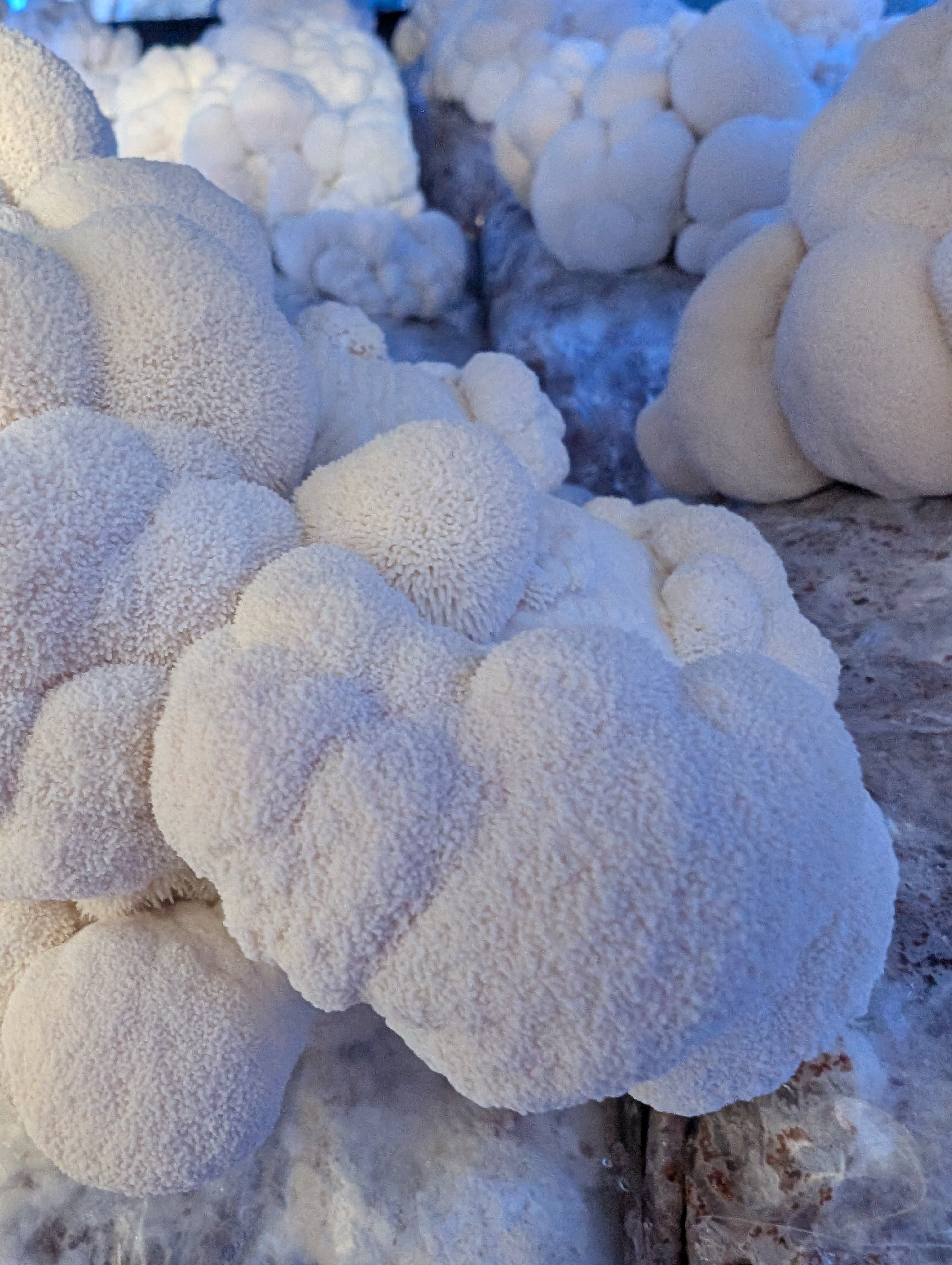 Lion's Mane Mushrooms