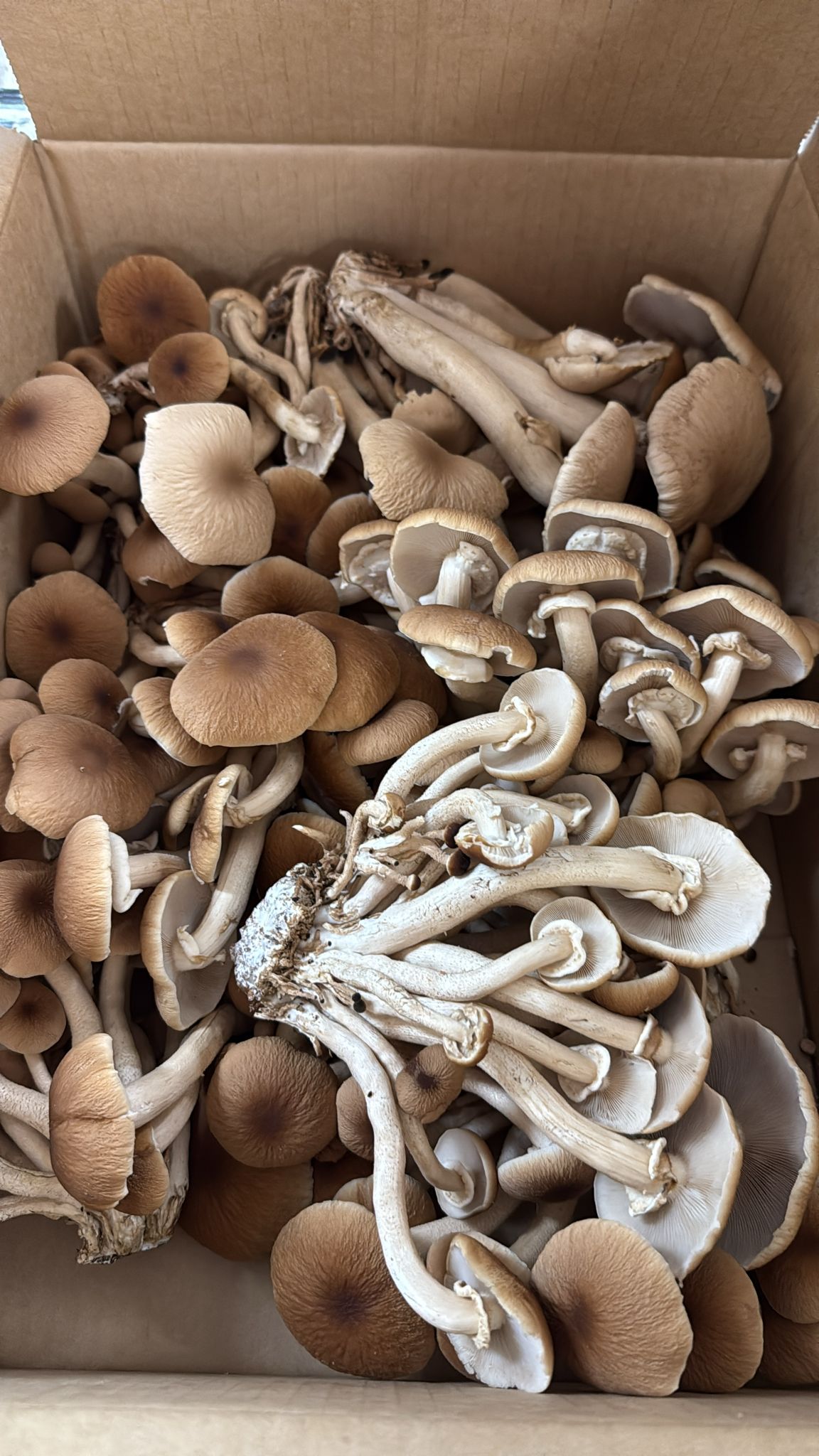 Pioppino Mushrooms