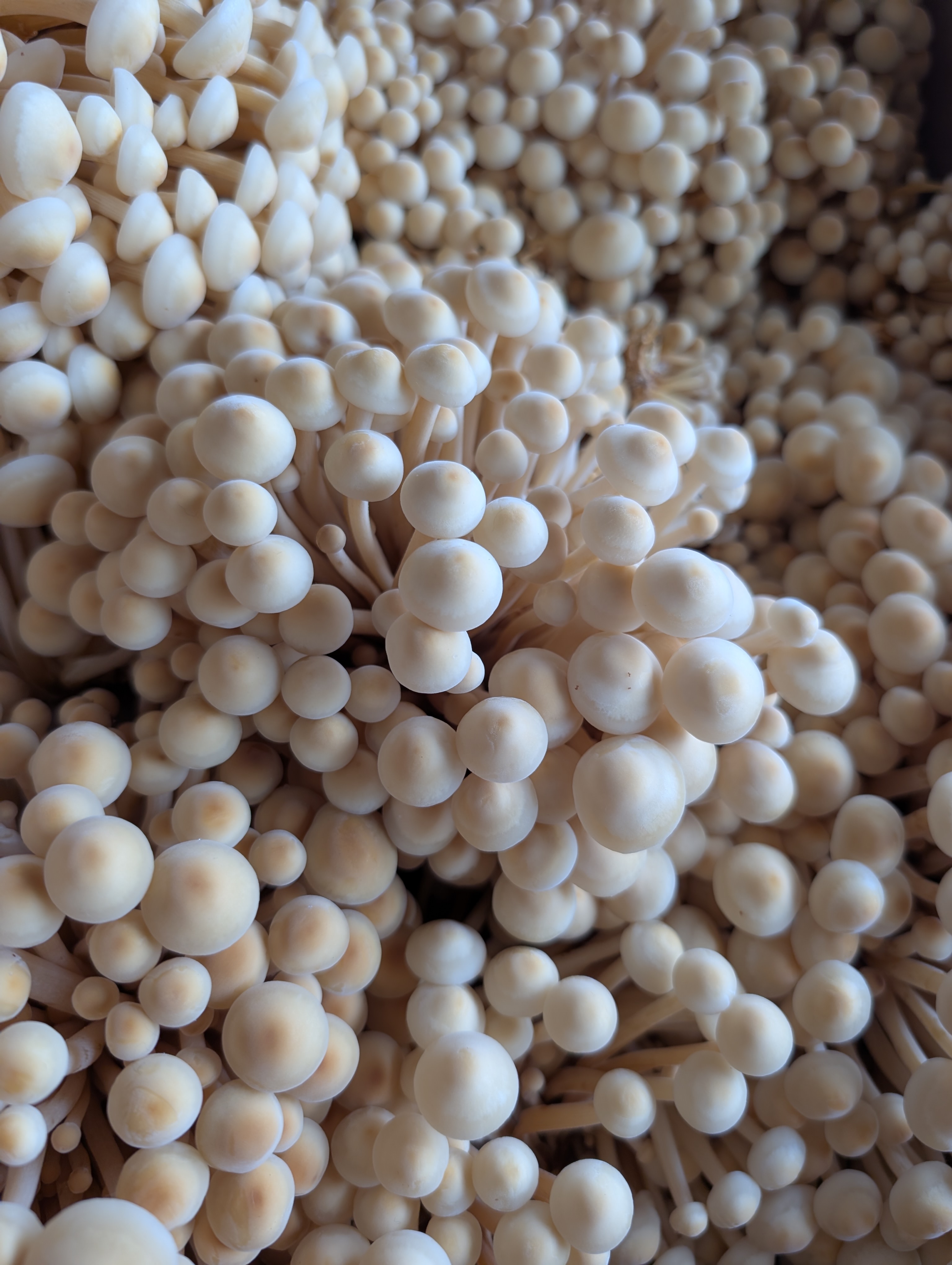 Golden Enoki Mushrooms