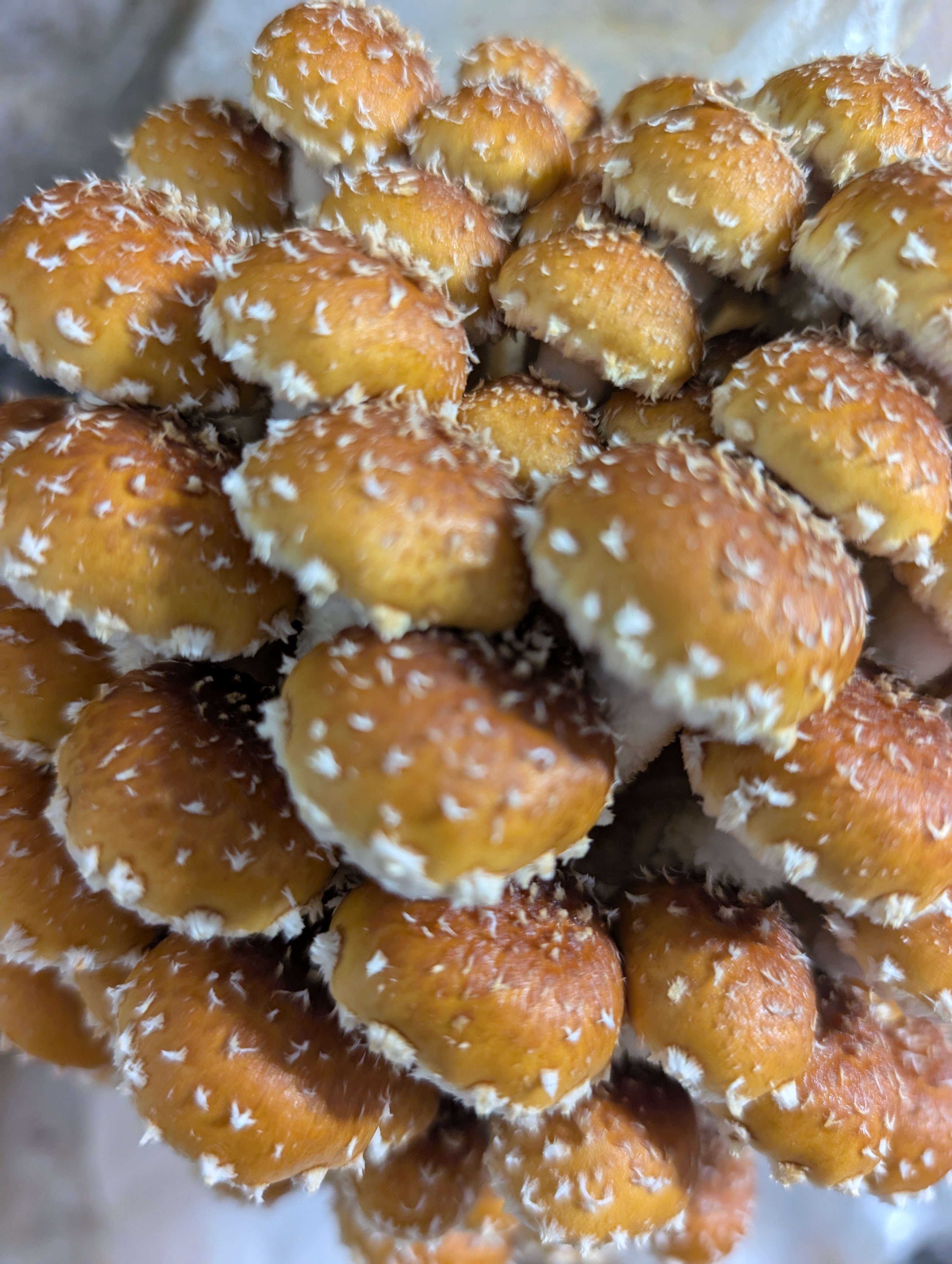 Chestnut Mushrooms