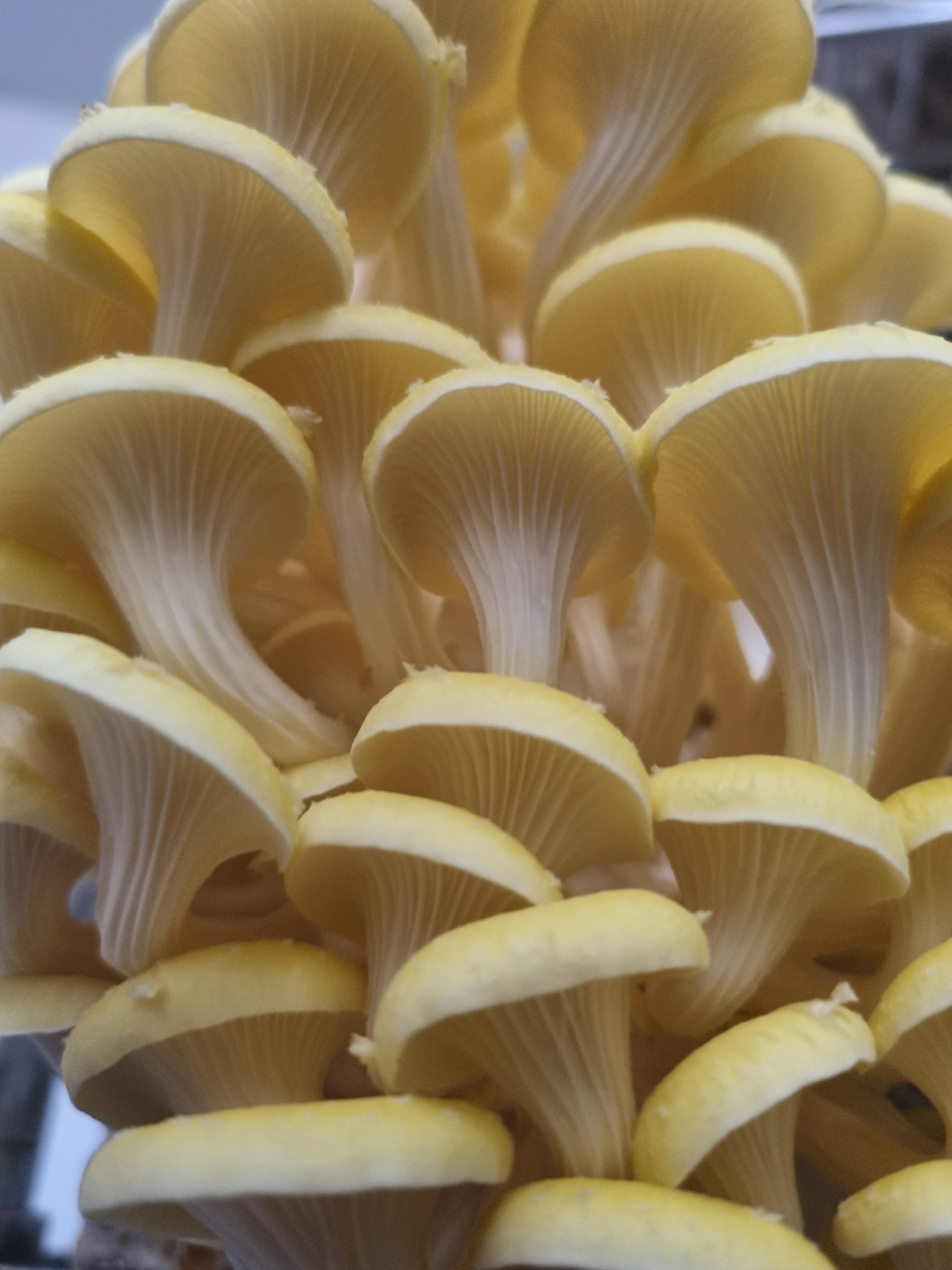 Gold Oysters