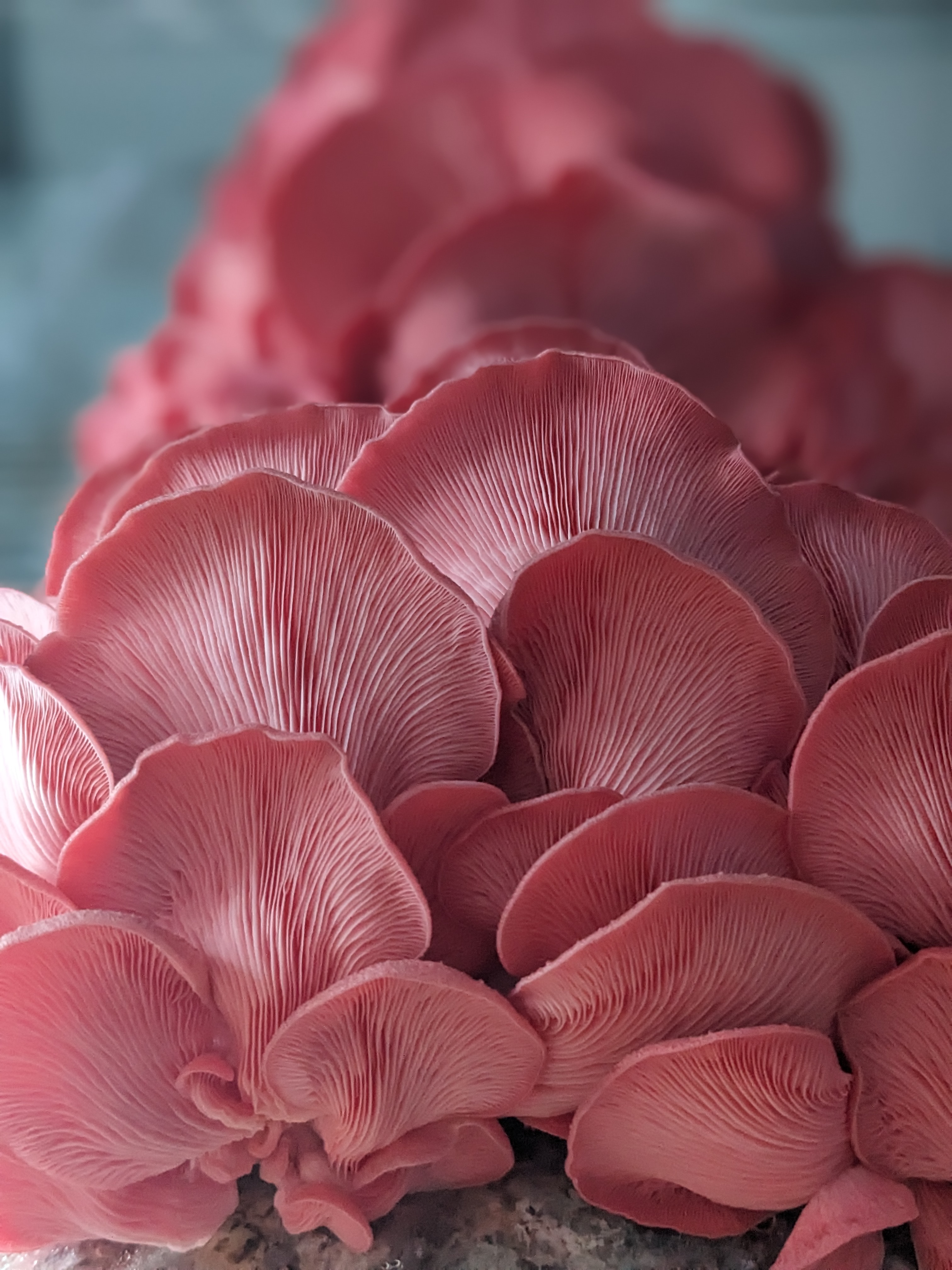 Pink Oysters