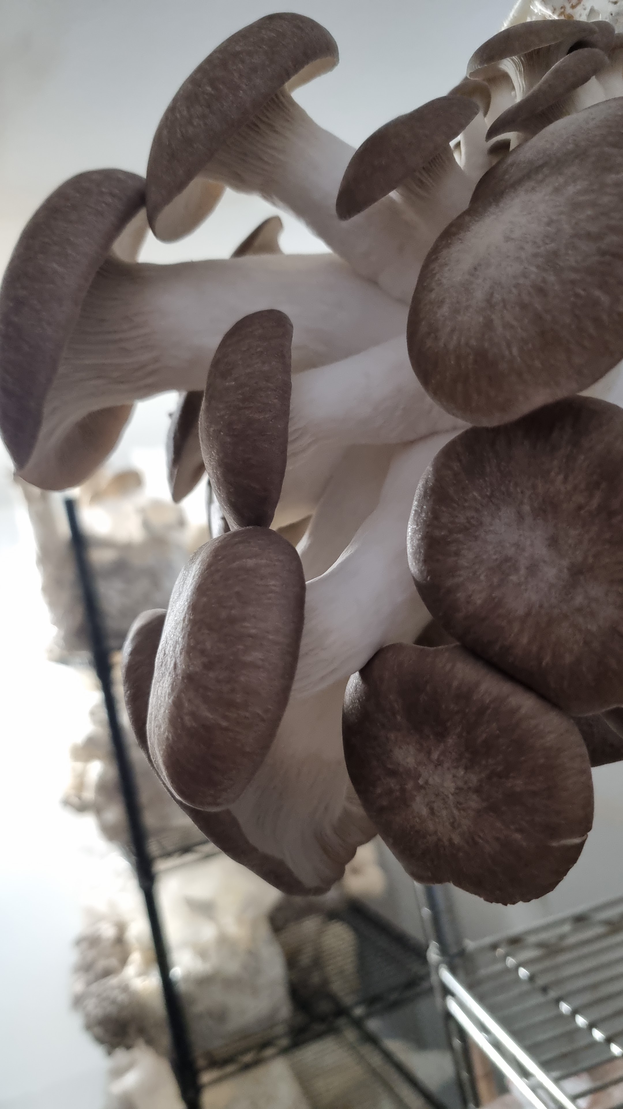 Black Pearl King Oyster Mushrooms