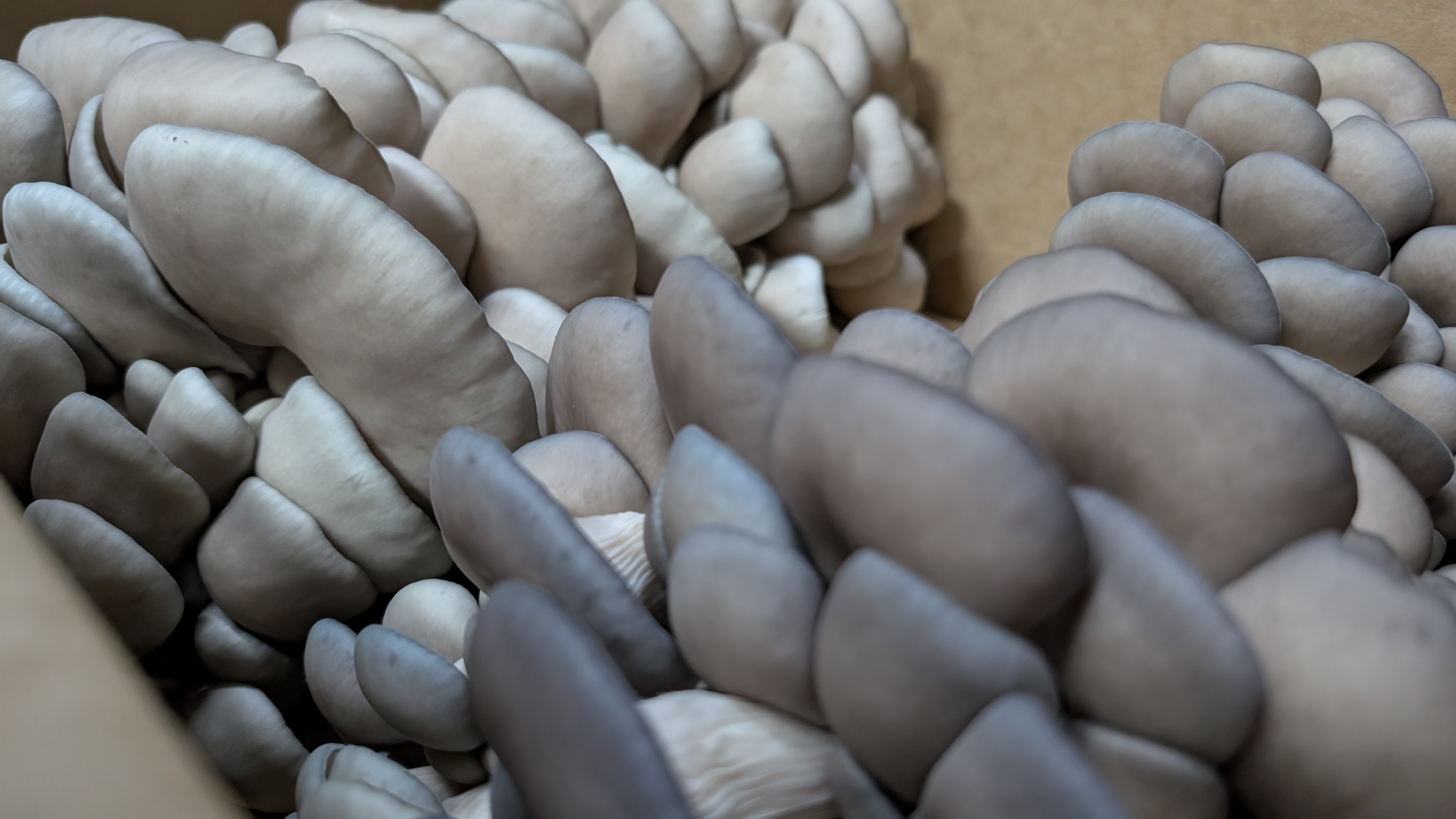 Blue Oysters