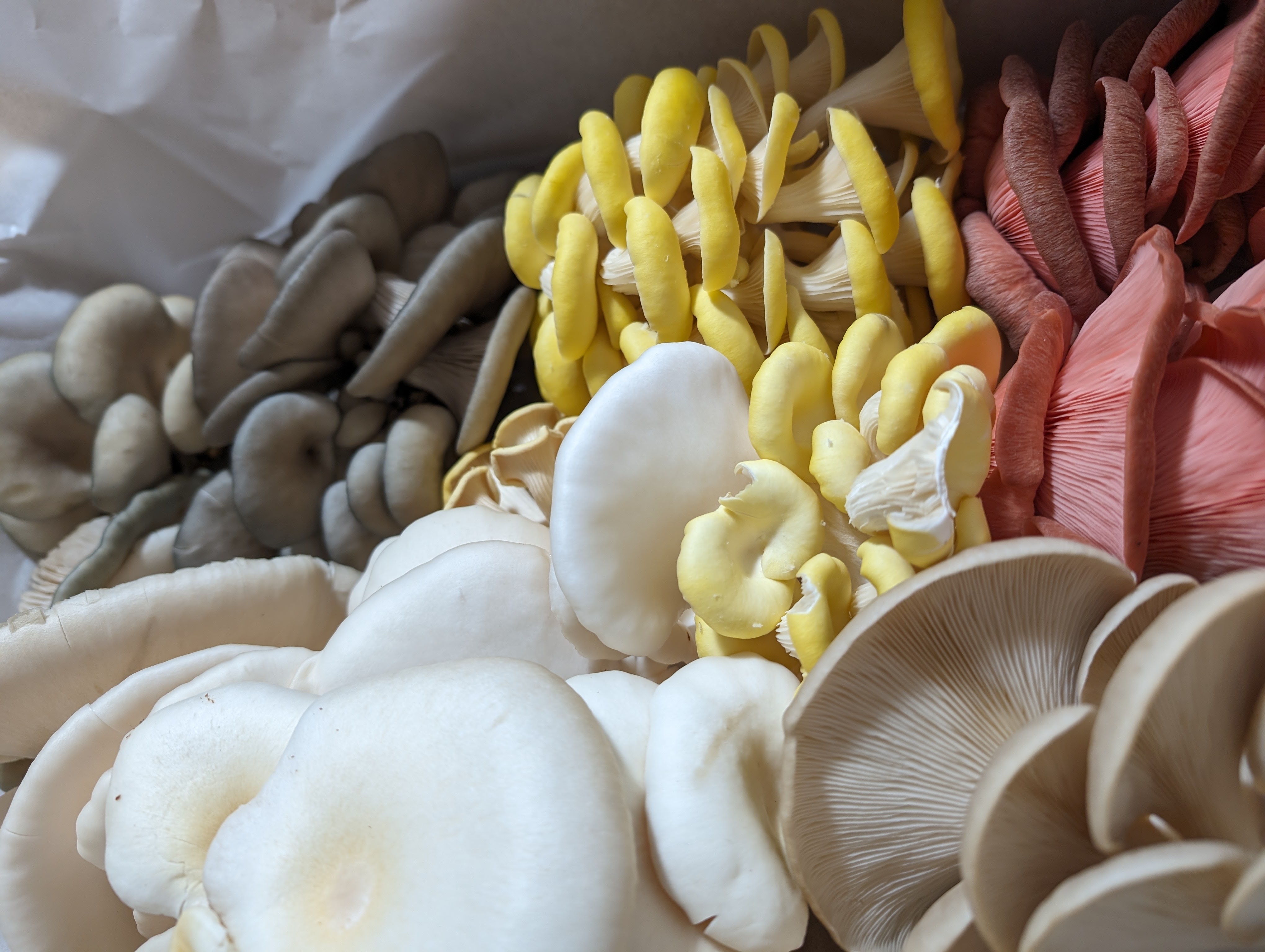 Mixed Mushrooms