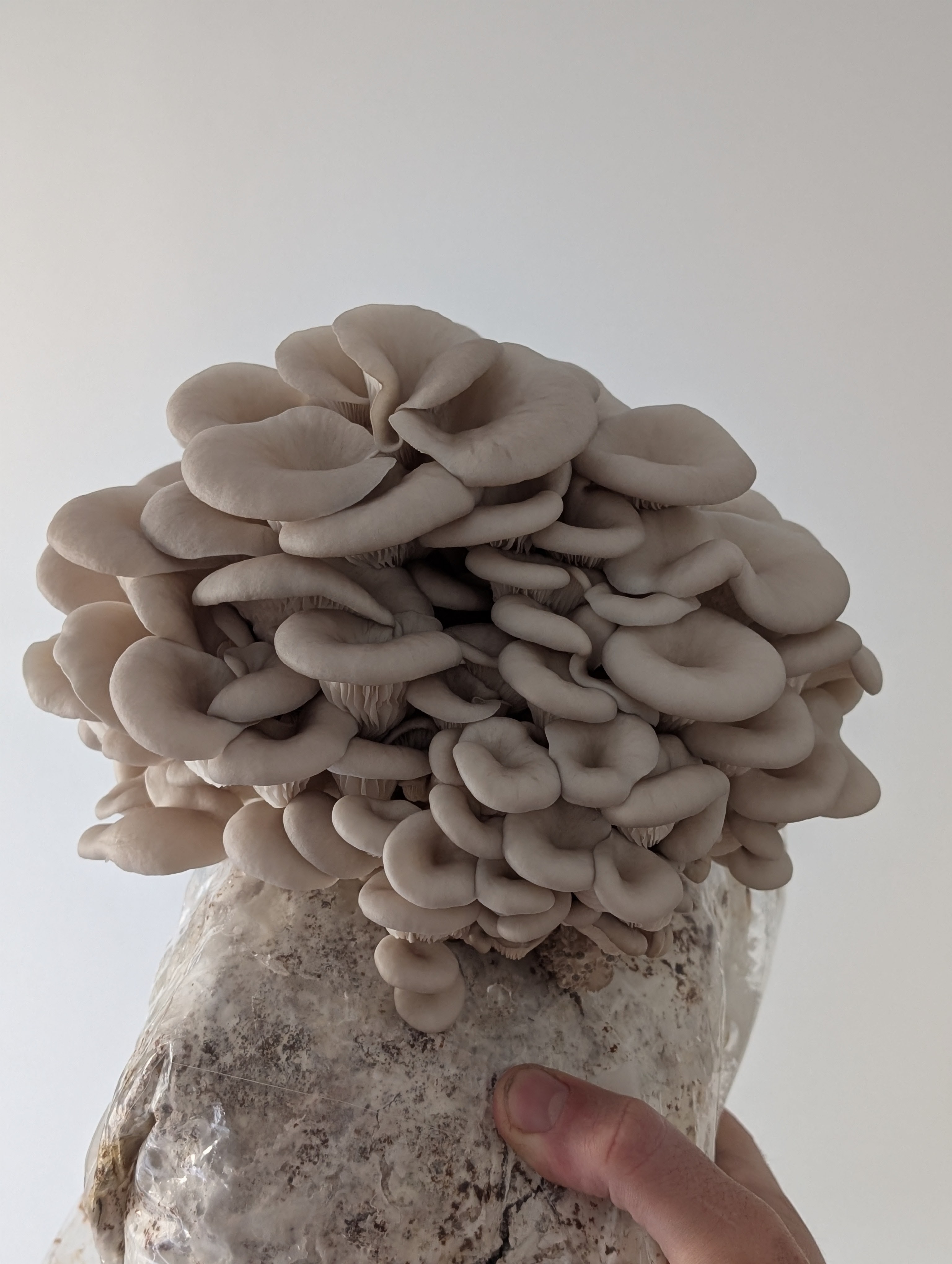 Pearl Oysters