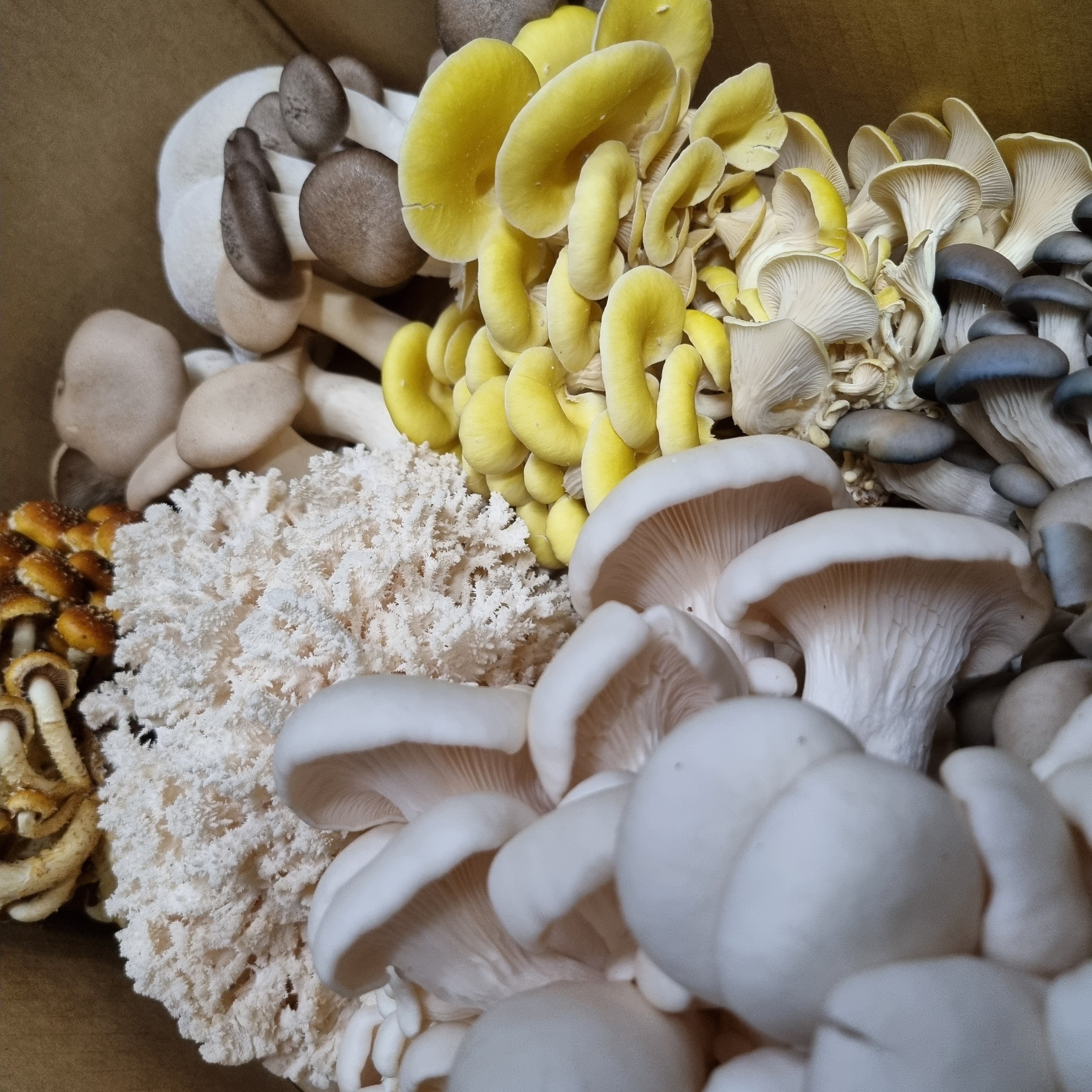 Mixed Mushrooms