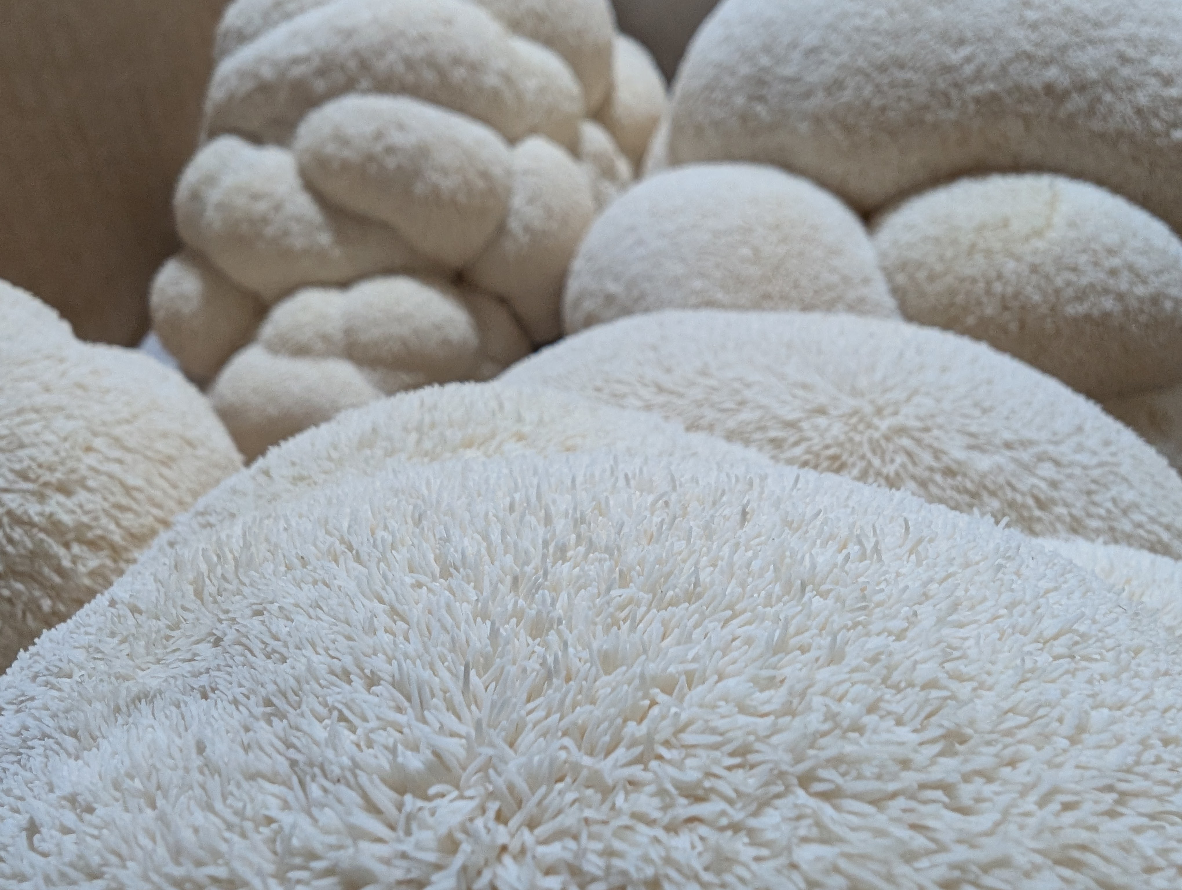 Lion's Mane Mushrooms