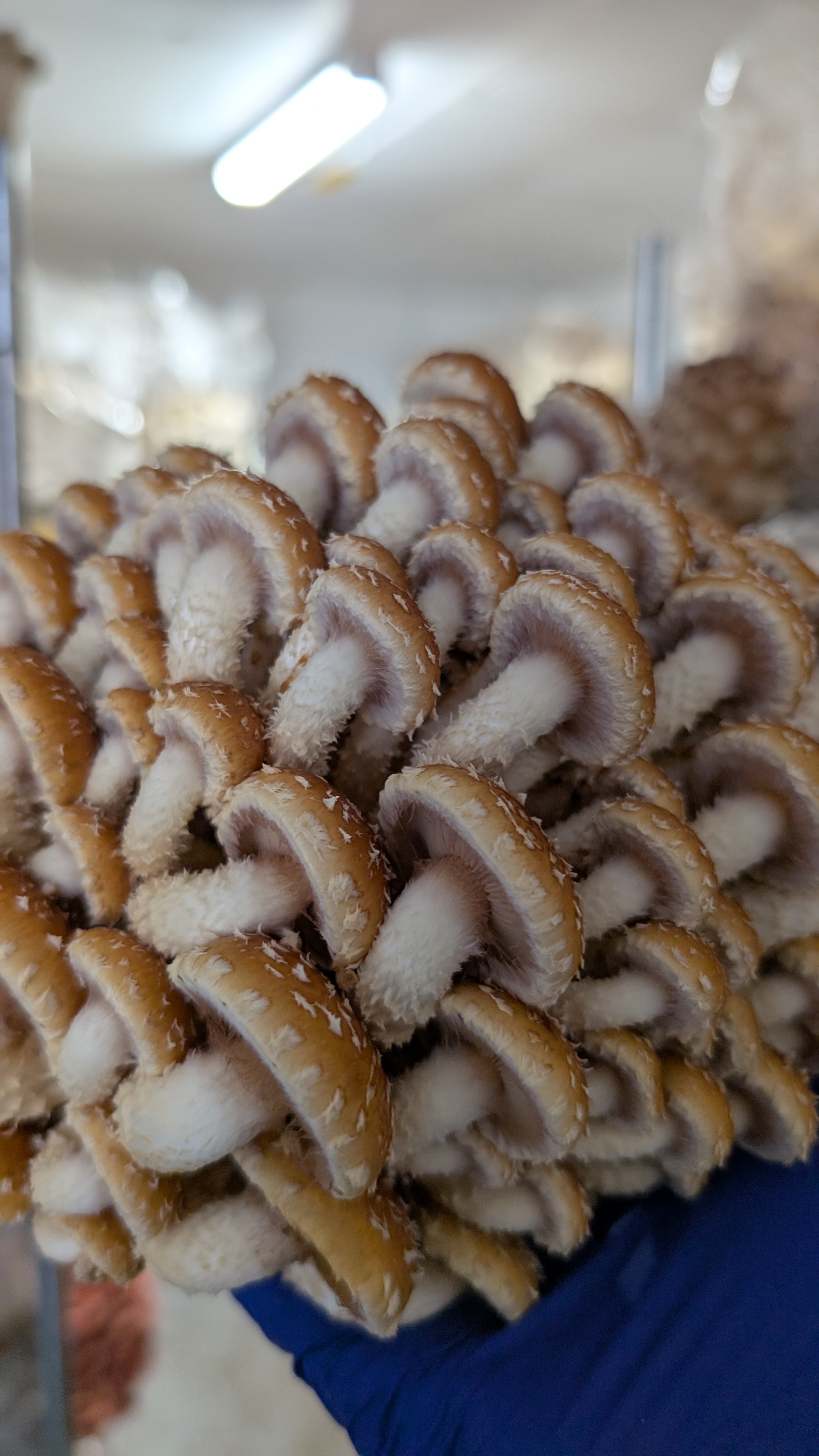 Chestnut Mushrooms