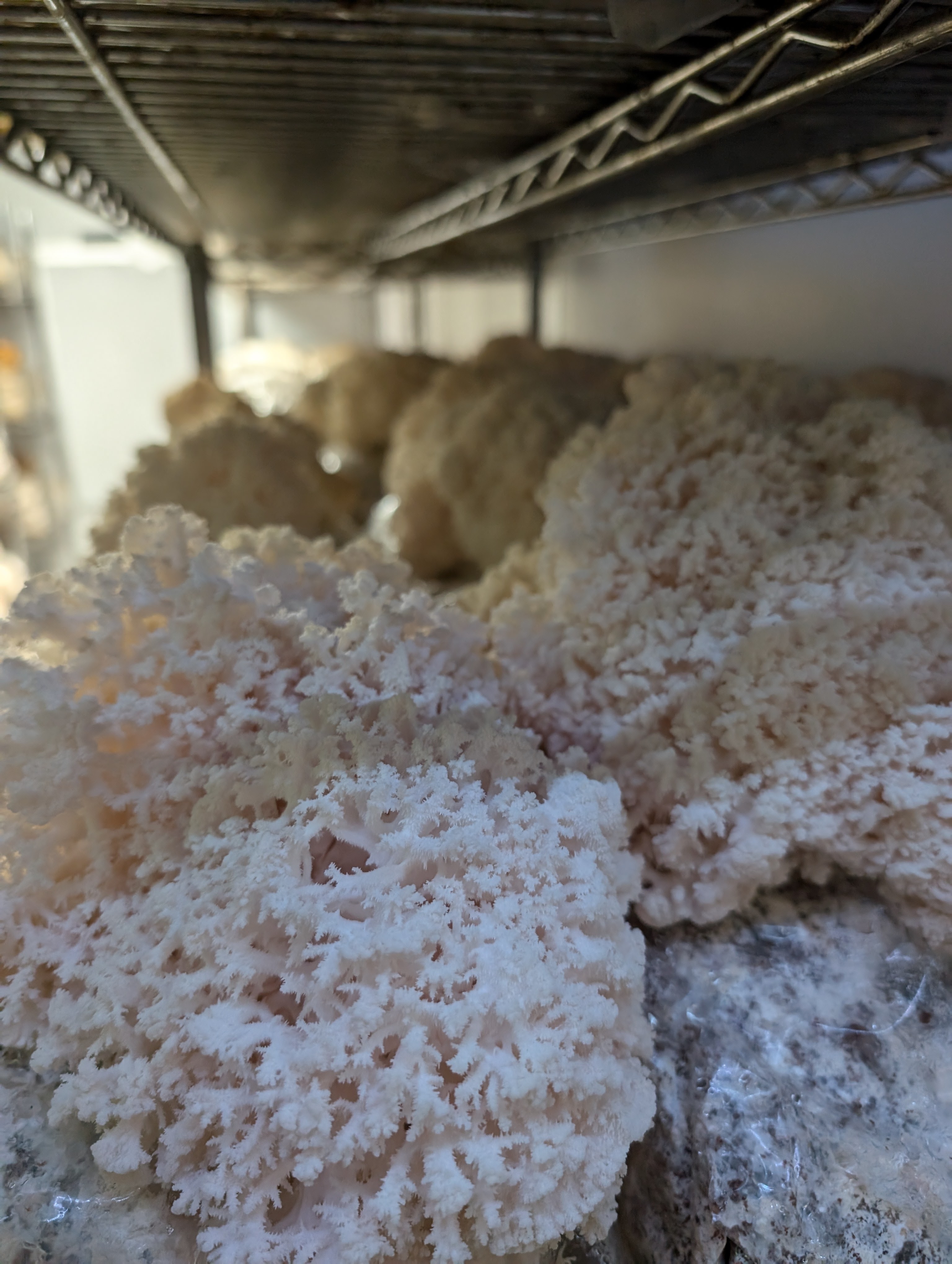 Coral Tooth Mushrooms