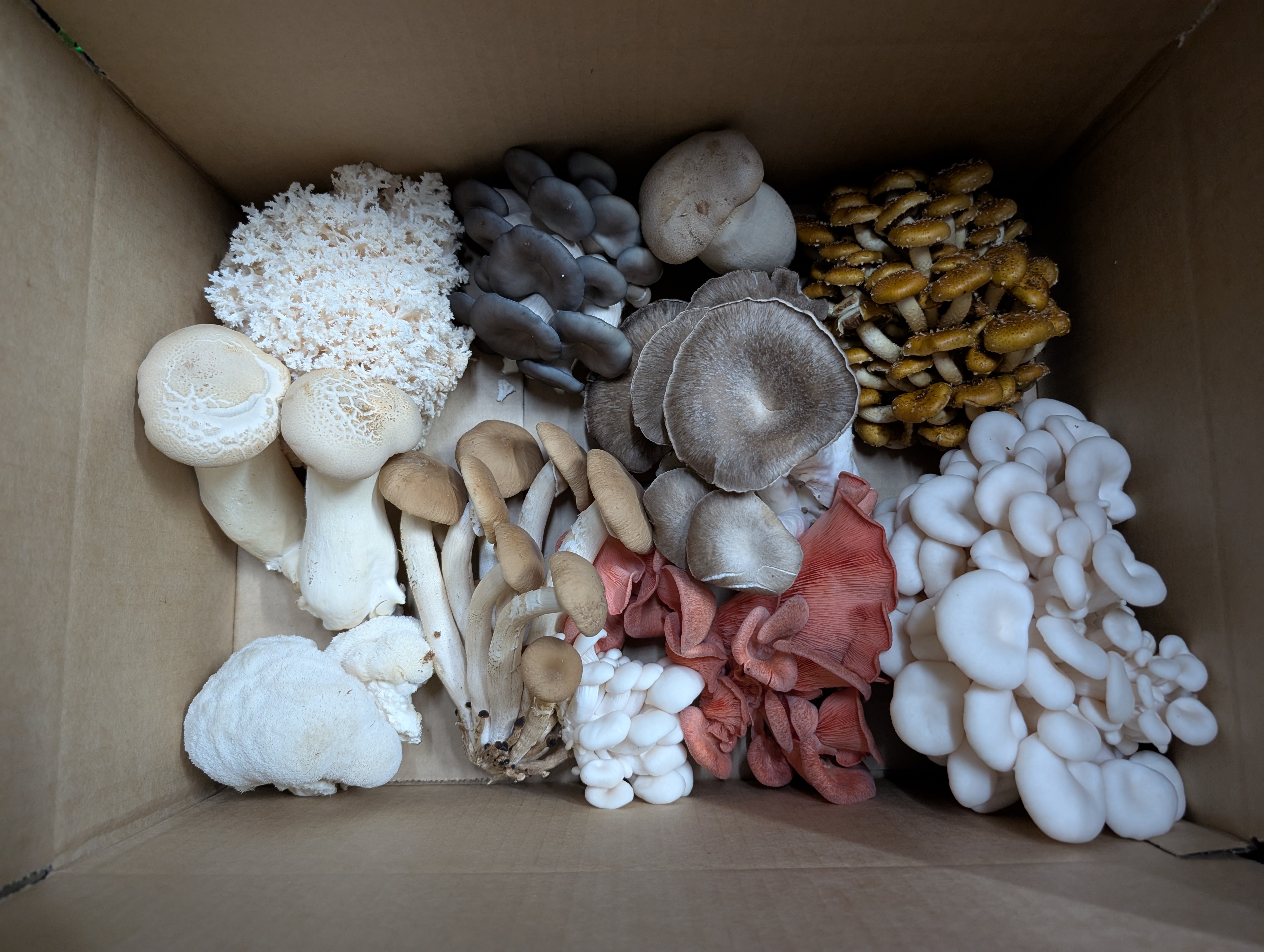 Mixed Mushrooms