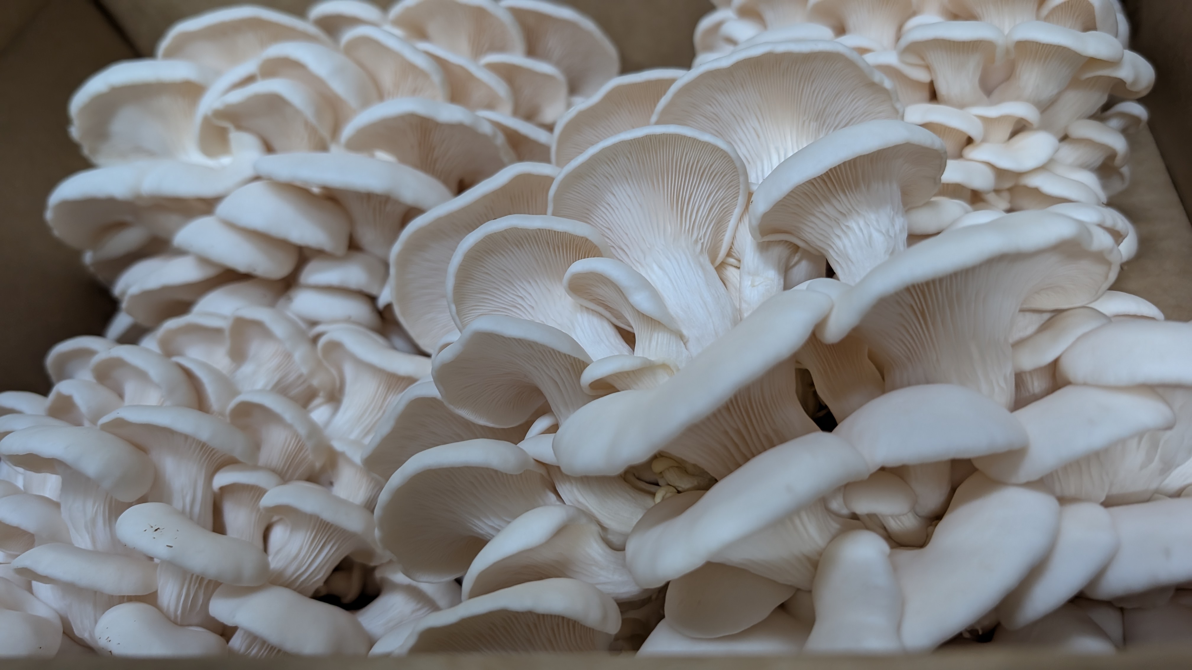 White Oysters