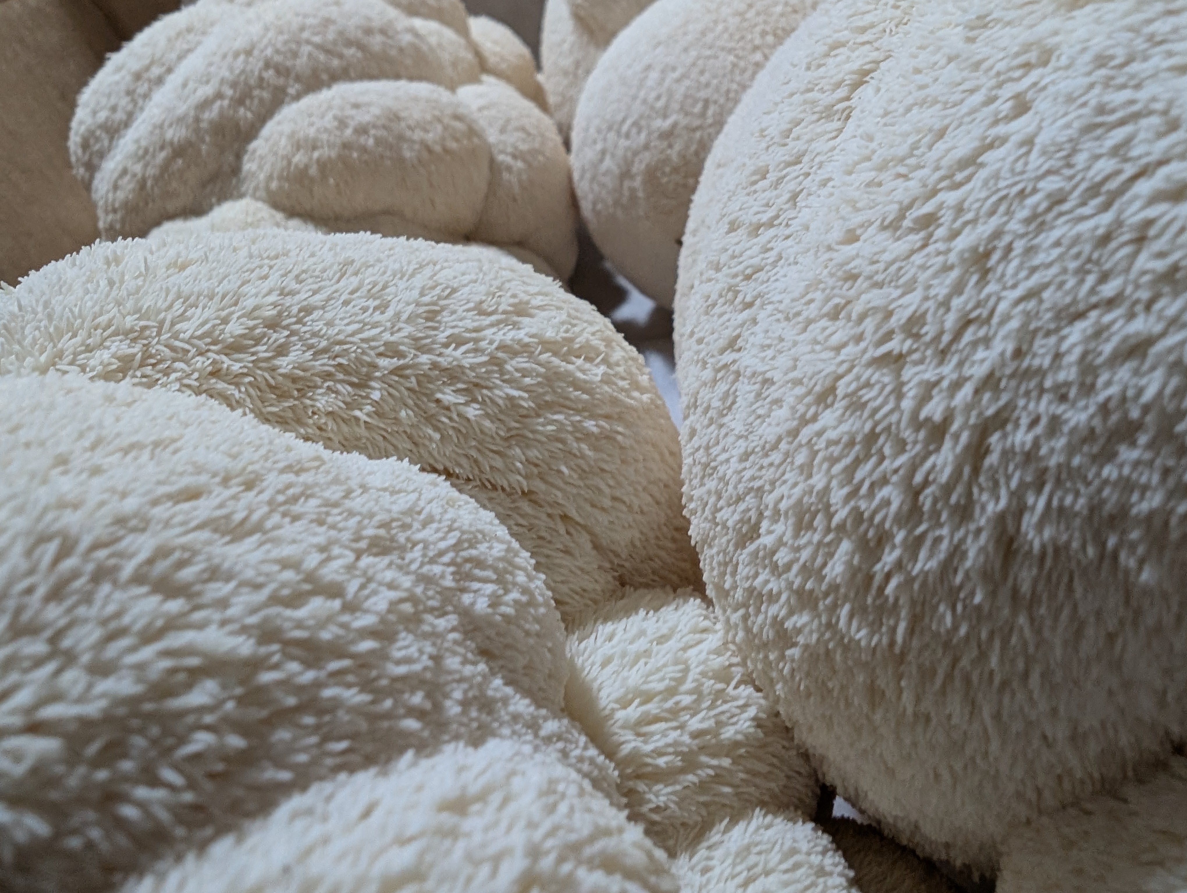 Lion's Mane Mushrooms