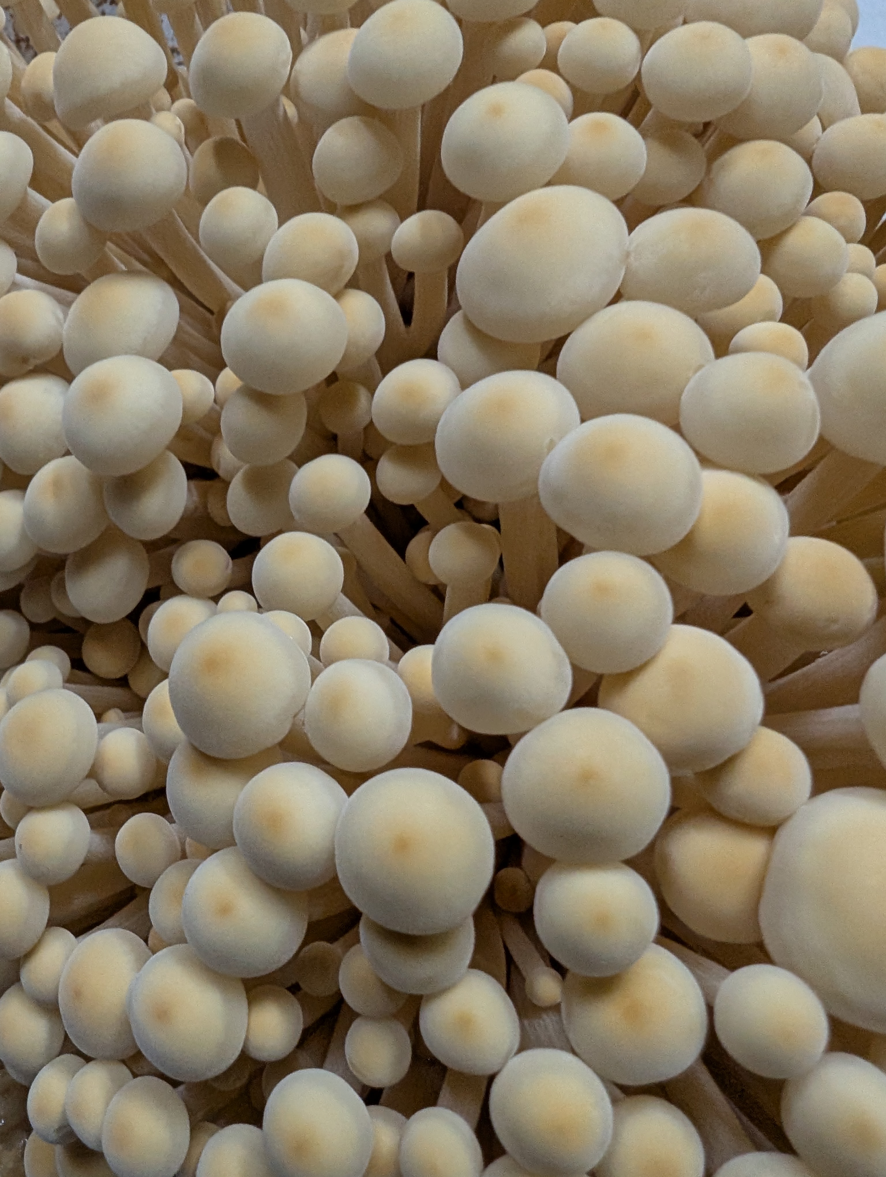 Golden Enoki Mushrooms