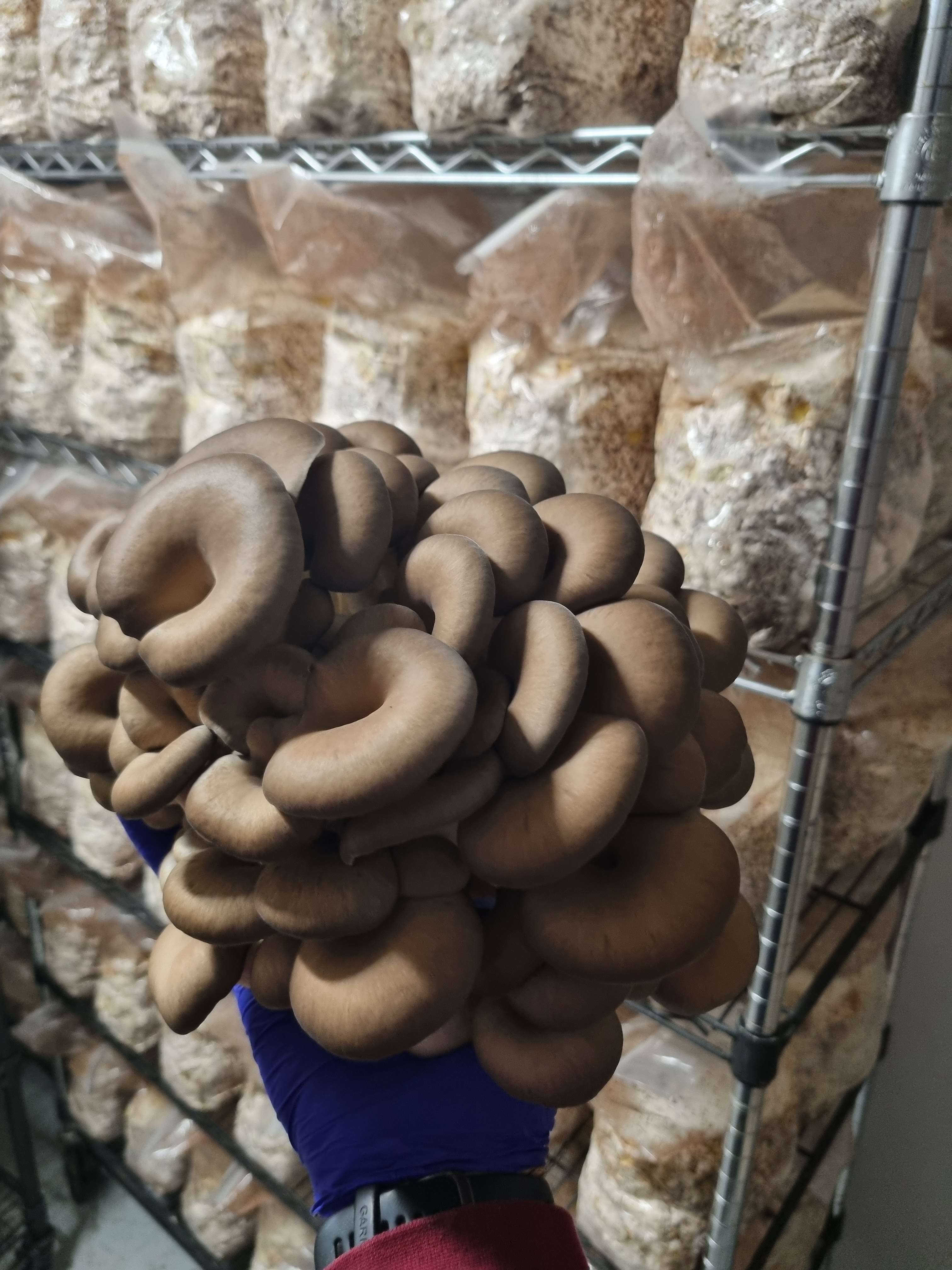 Chocolate Oysters
