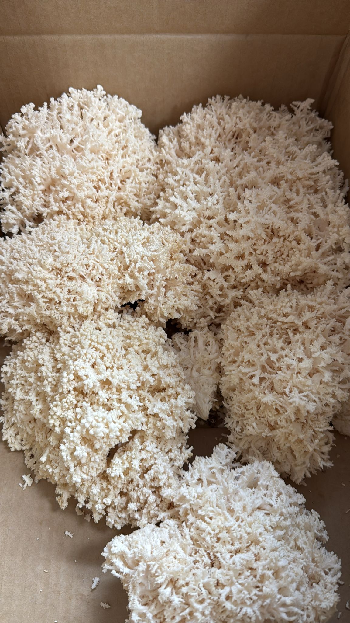 Coral Tooth Mushrooms