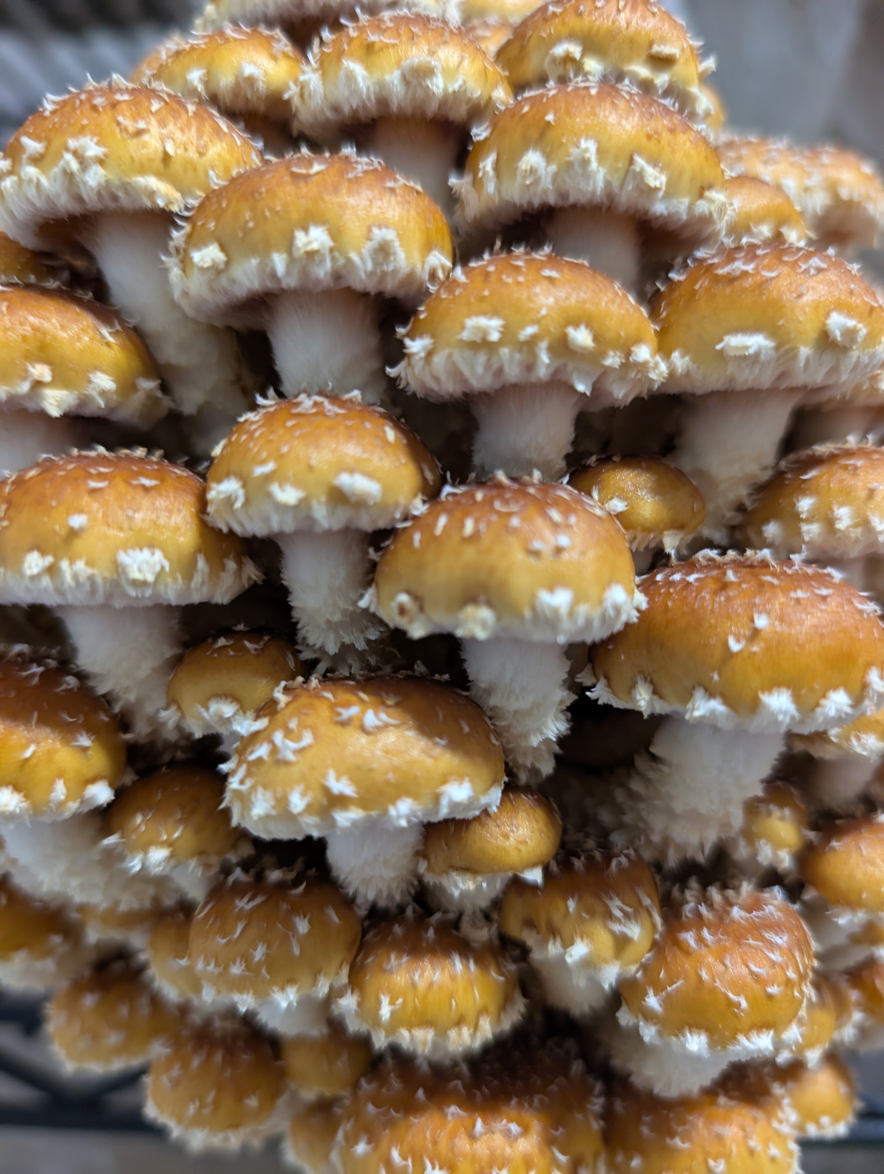 Chestnut Mushrooms