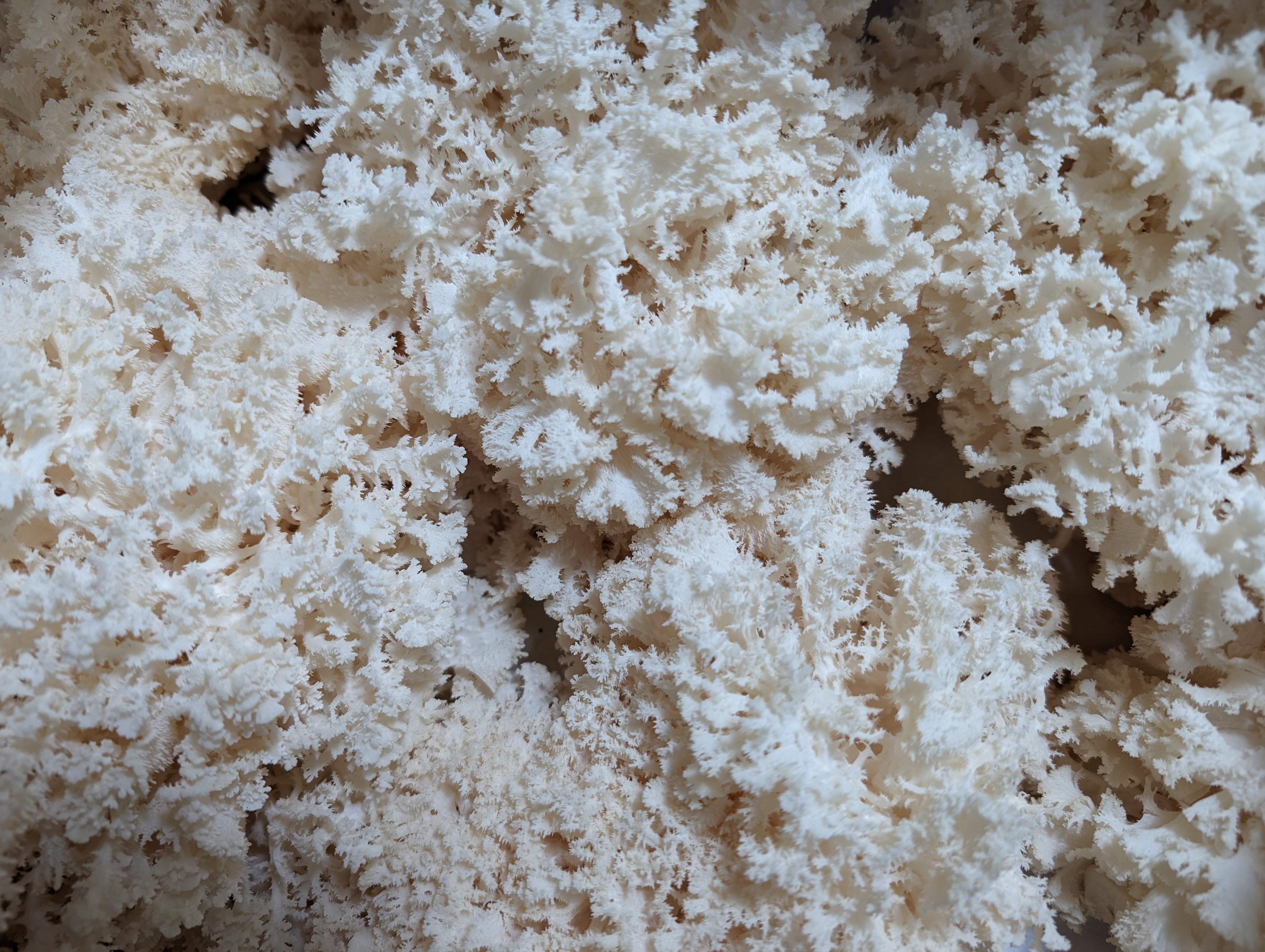 Coral Tooth Mushrooms