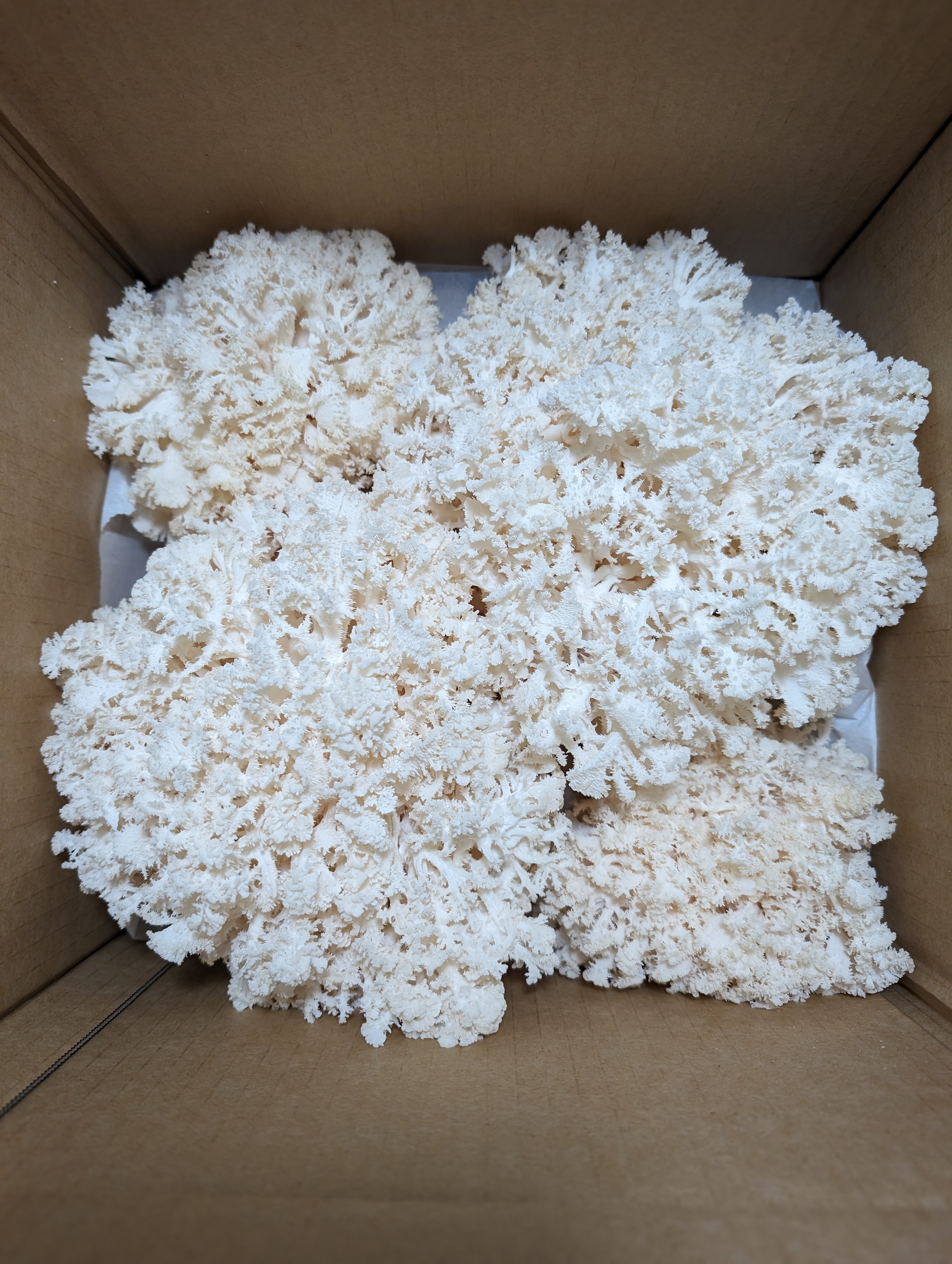 Coral Tooth Mushrooms