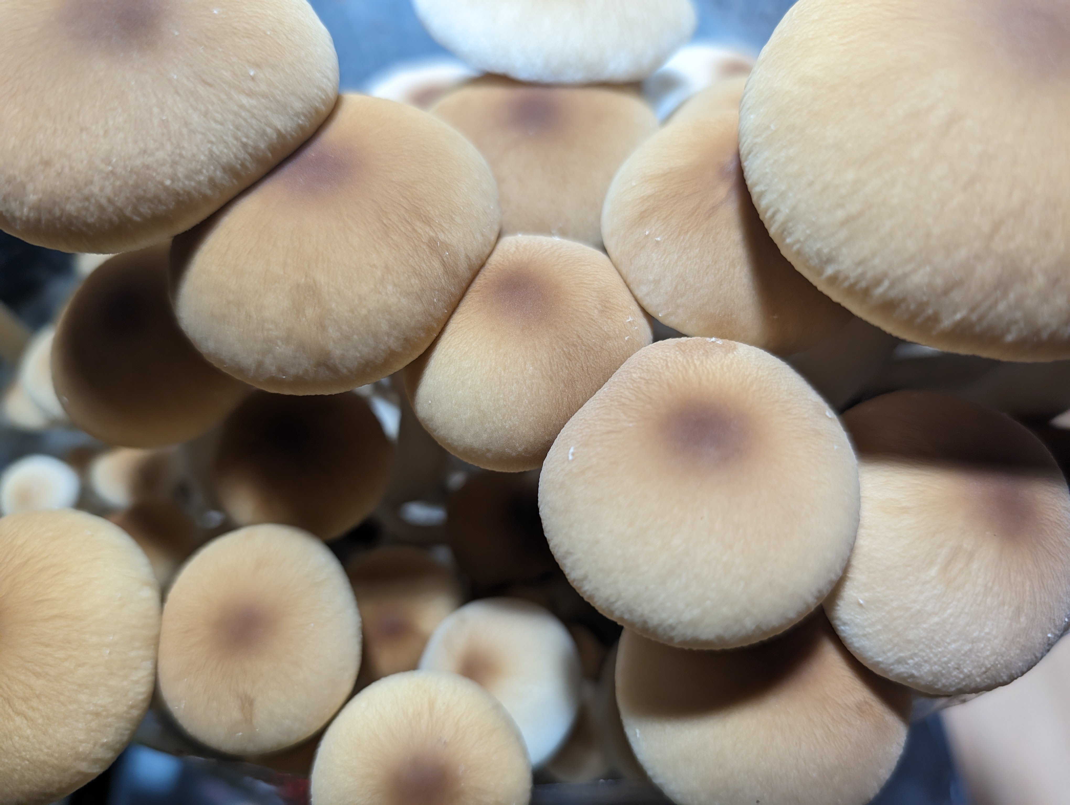 Pioppino Mushrooms