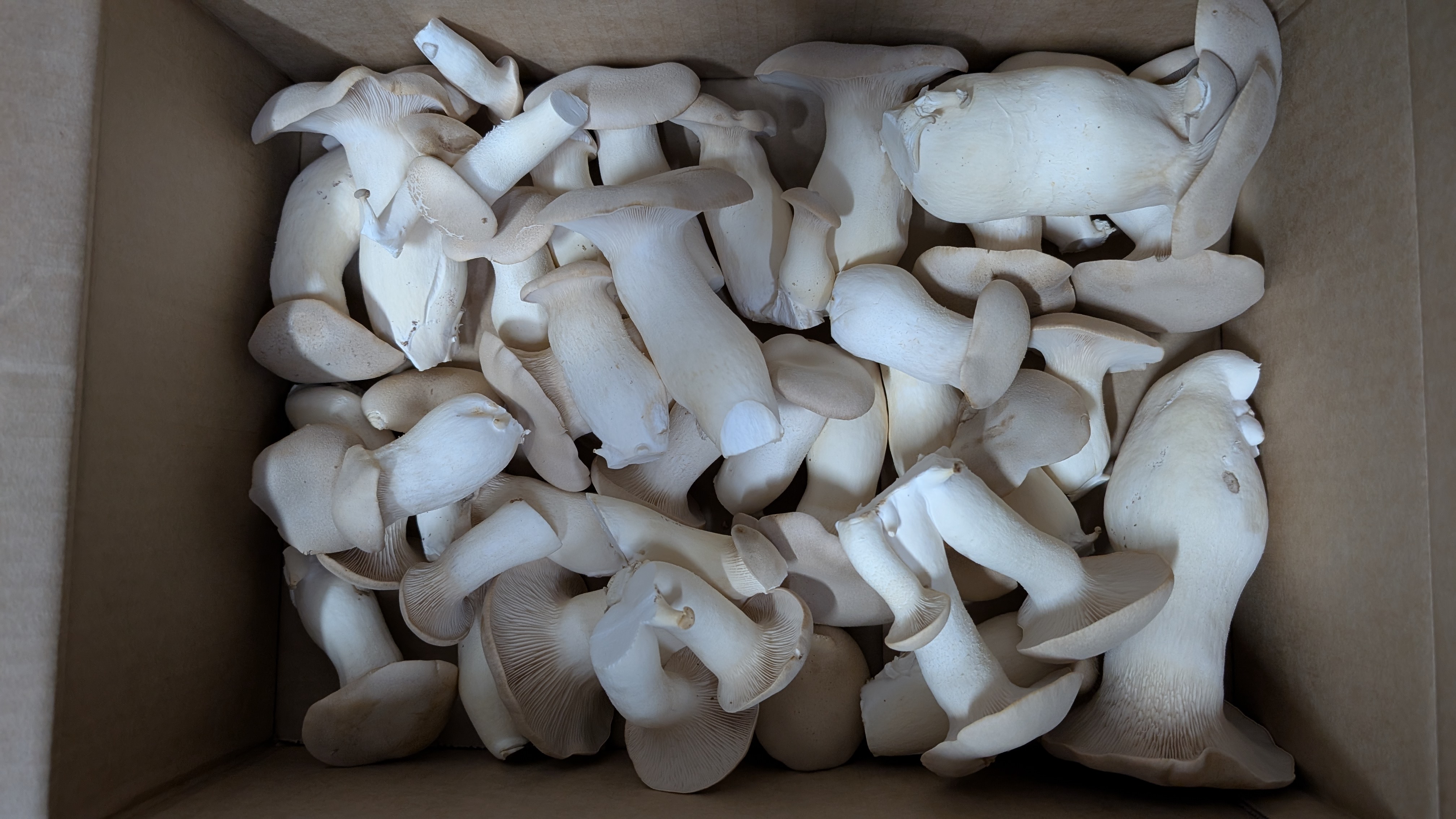 King Oyster Mushrooms