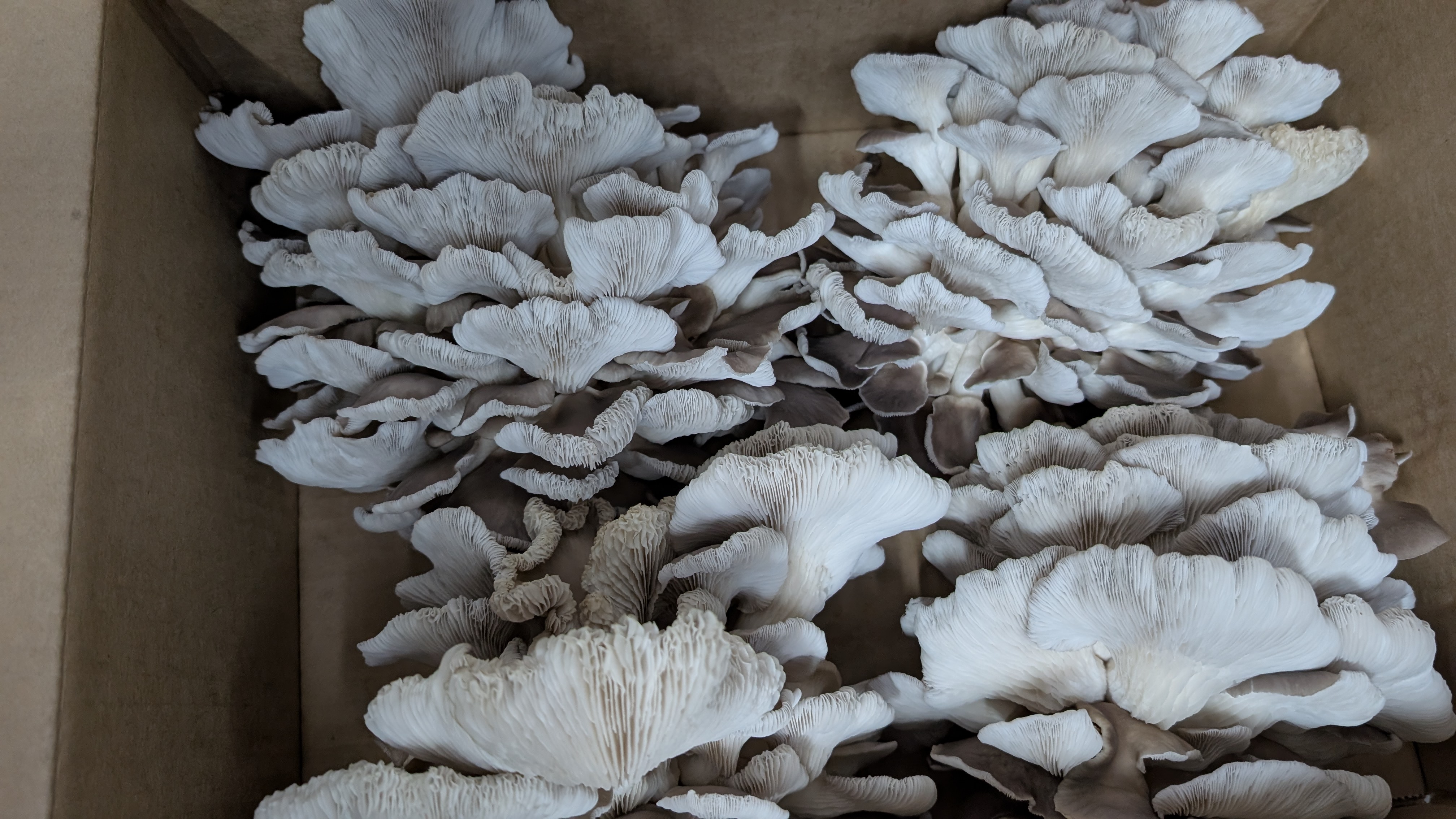 Phoenix Oysters